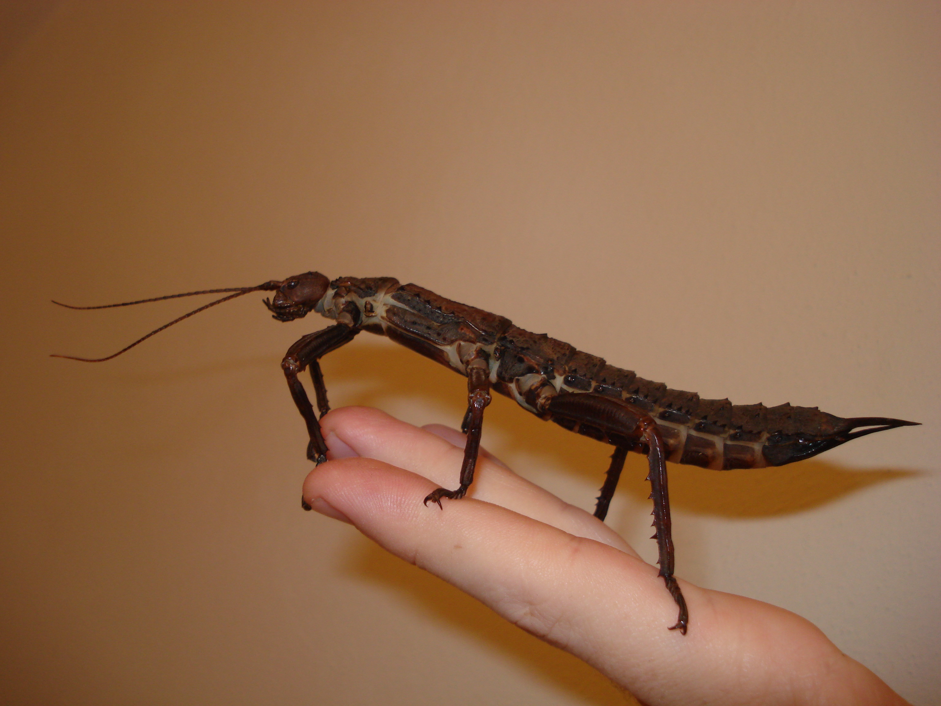 Eurycantha calcarata (female, fifth instar)