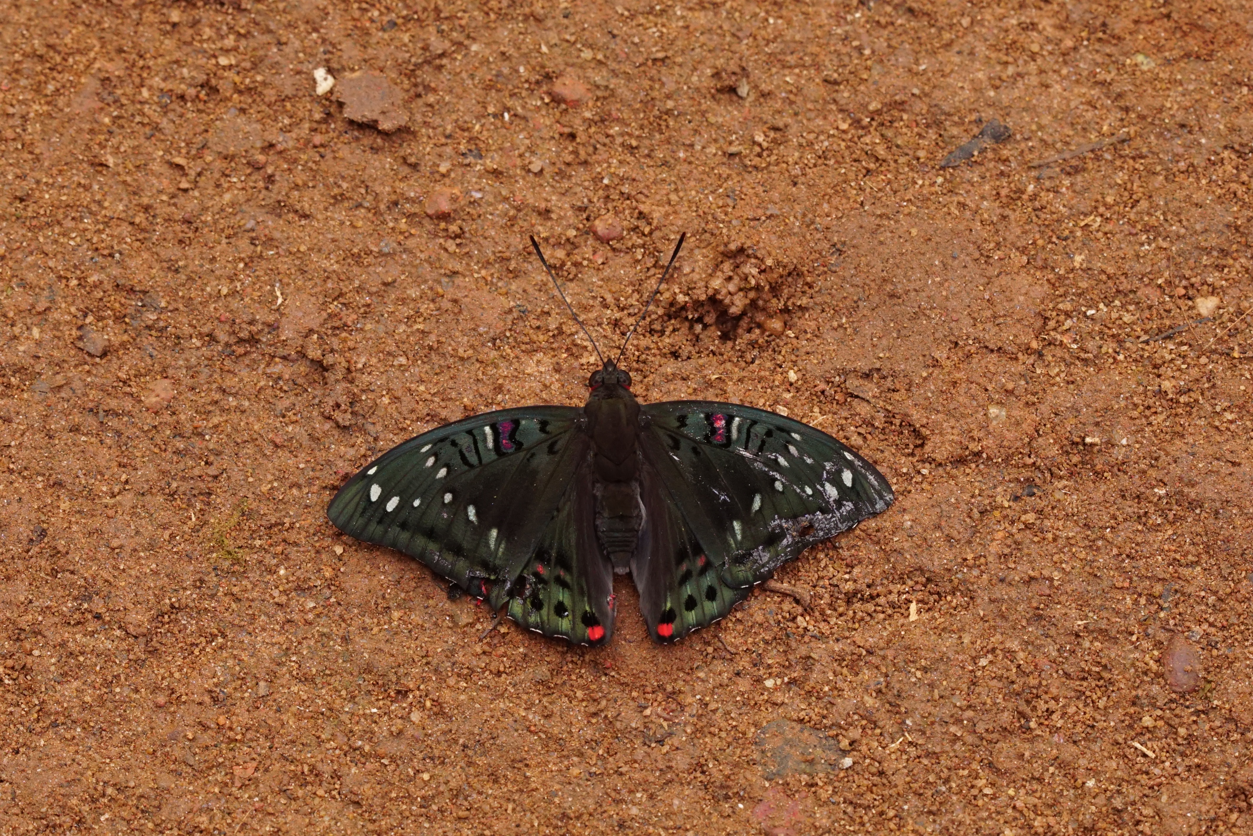 Euthalia lubentina 04729
