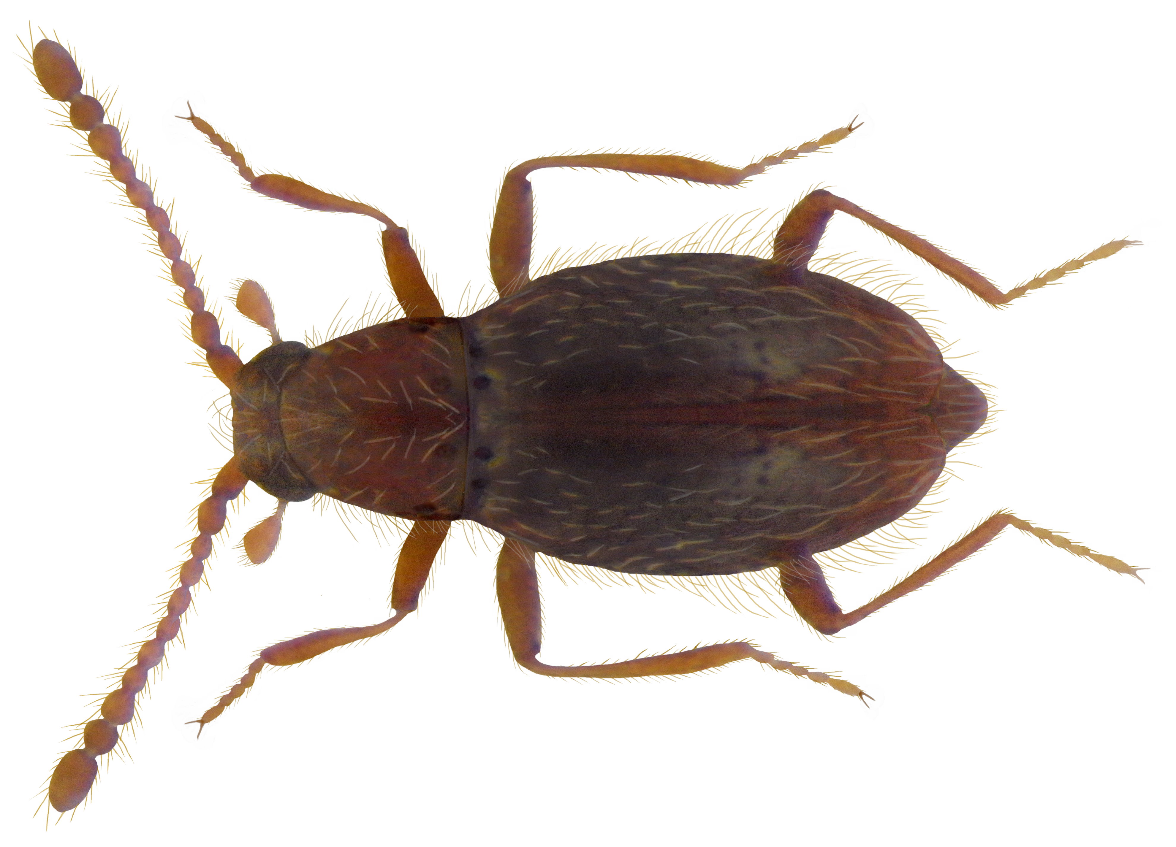 Euthiconus conicicollis (Fairmaire & Laboulbene, 1855) (4275634777)