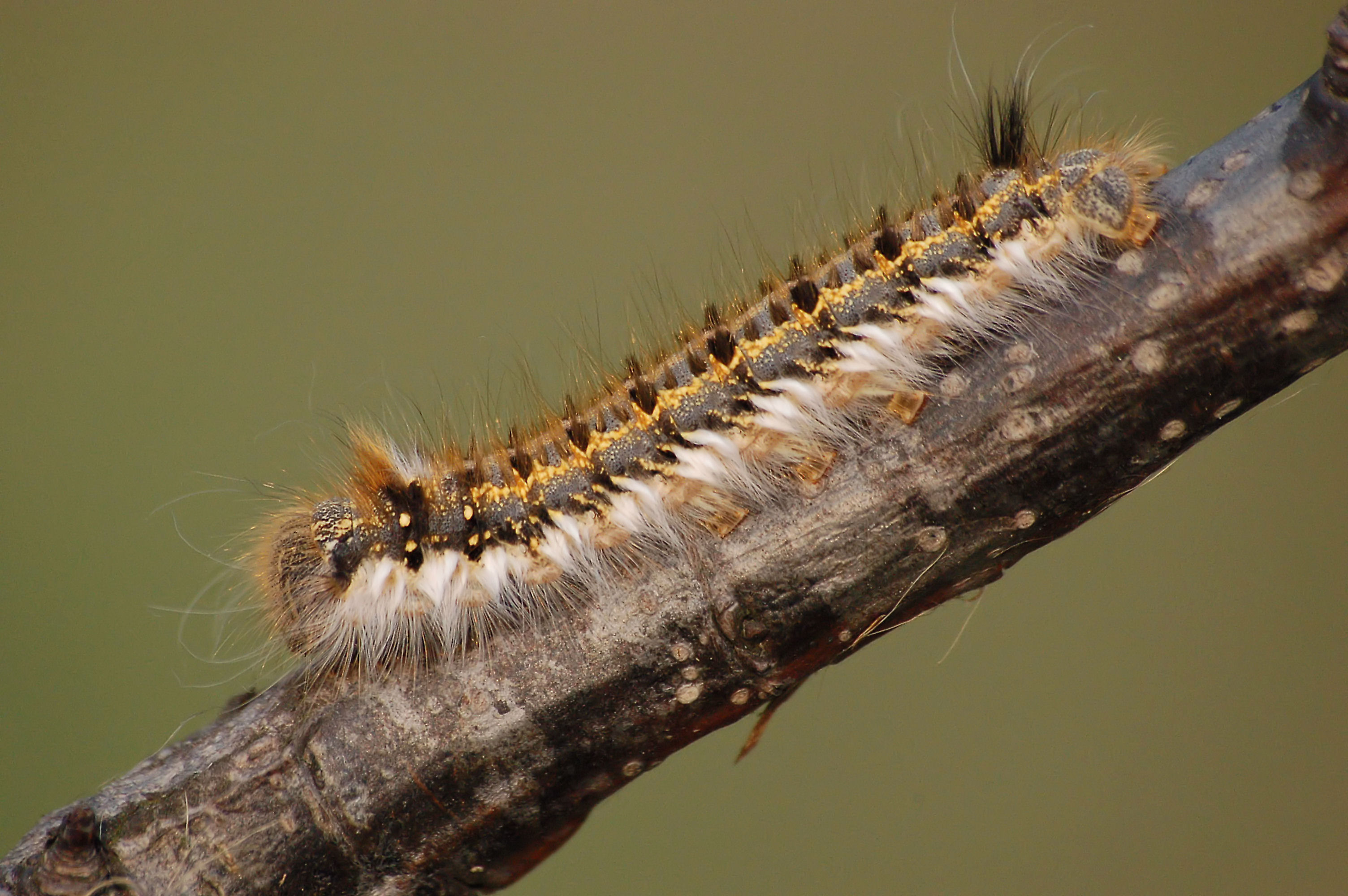 Euthrix potatoria corect