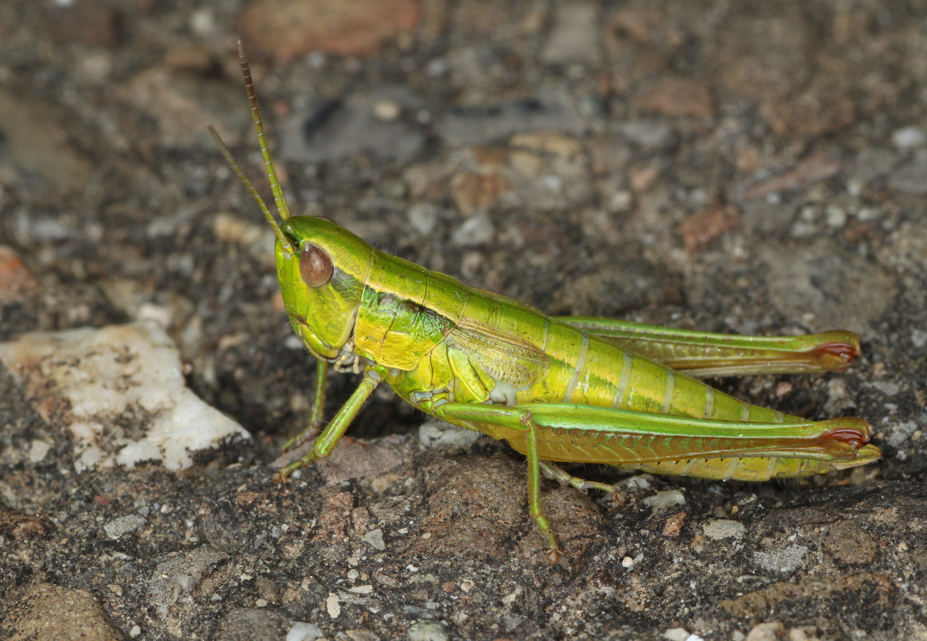 Euthystira-brachyptera-kleine-goldschrecke