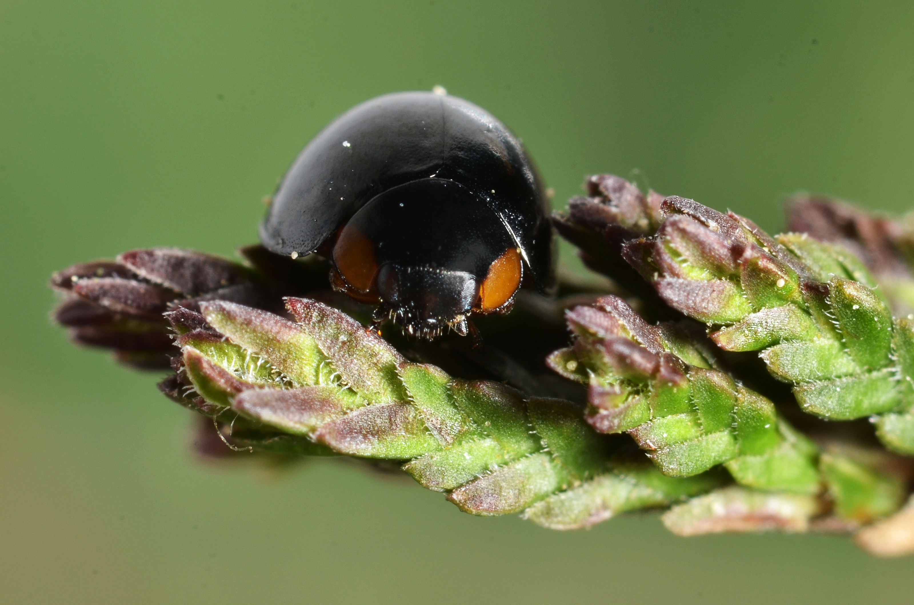 Exochomus nigromaculatus (5660782100)