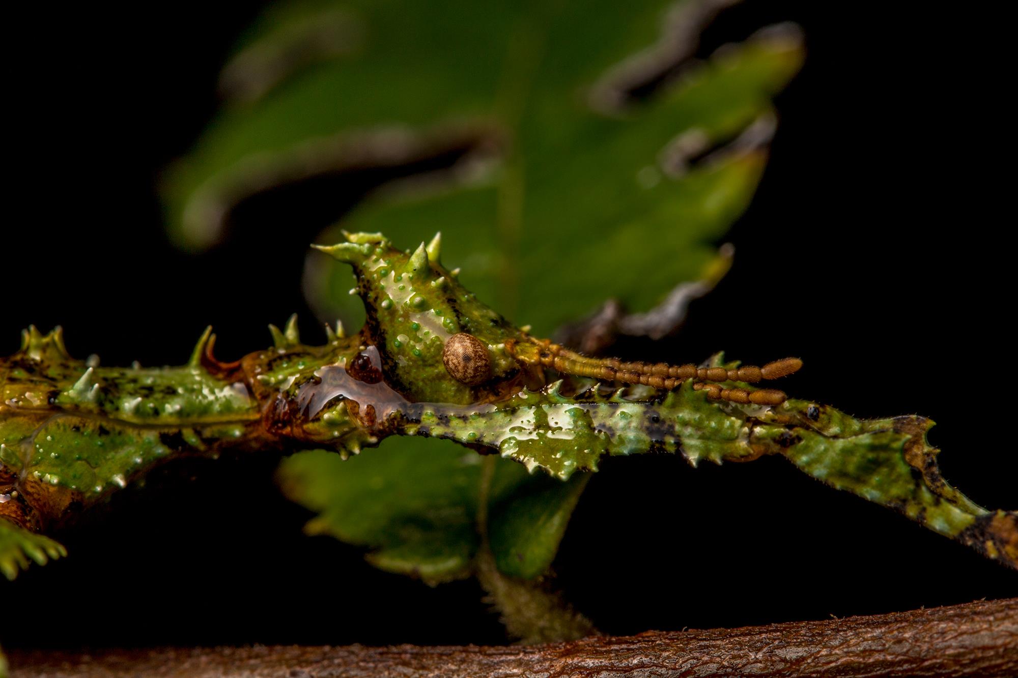 Extatosoma tiaratum 02