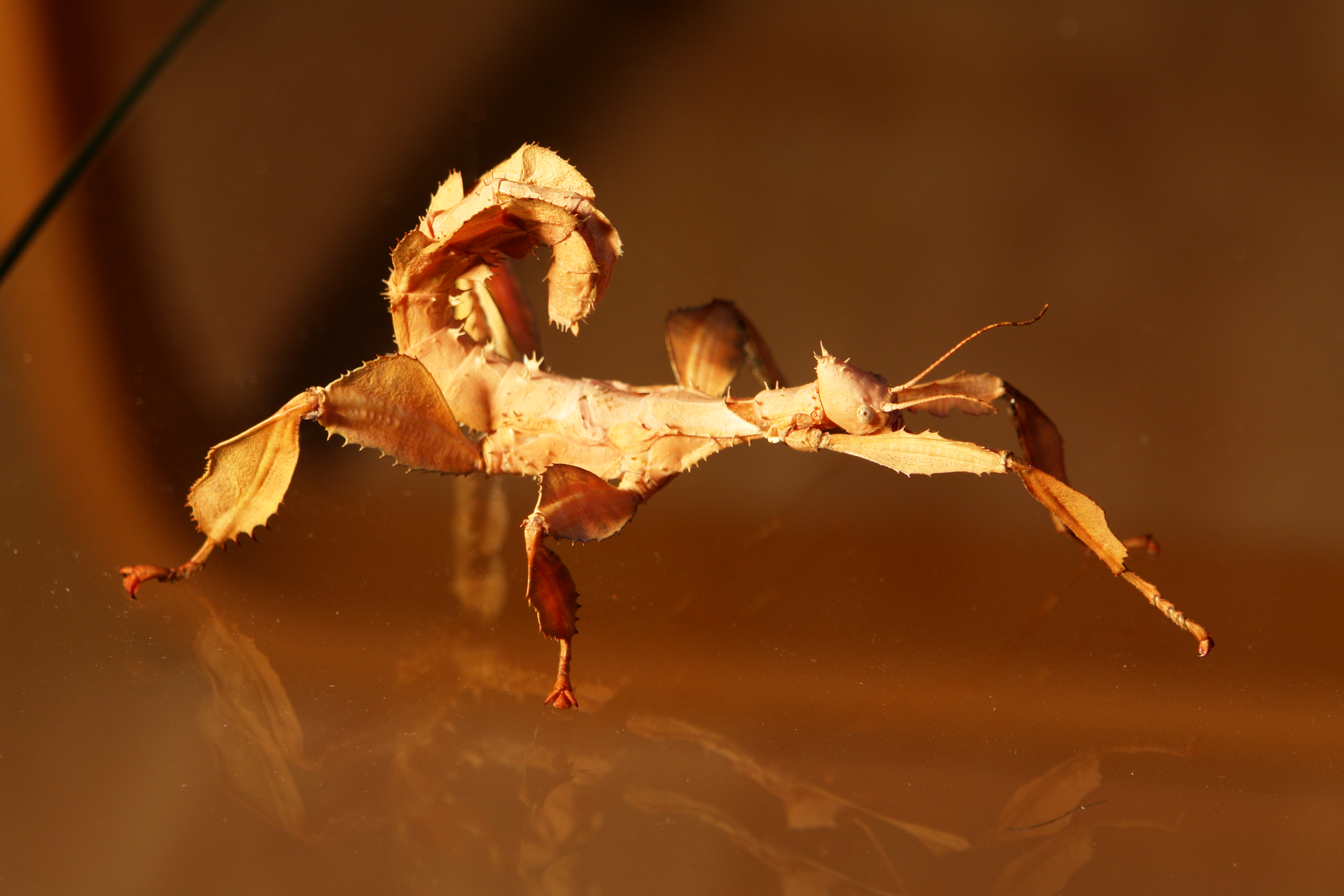 Extatosoma tiaratum 117