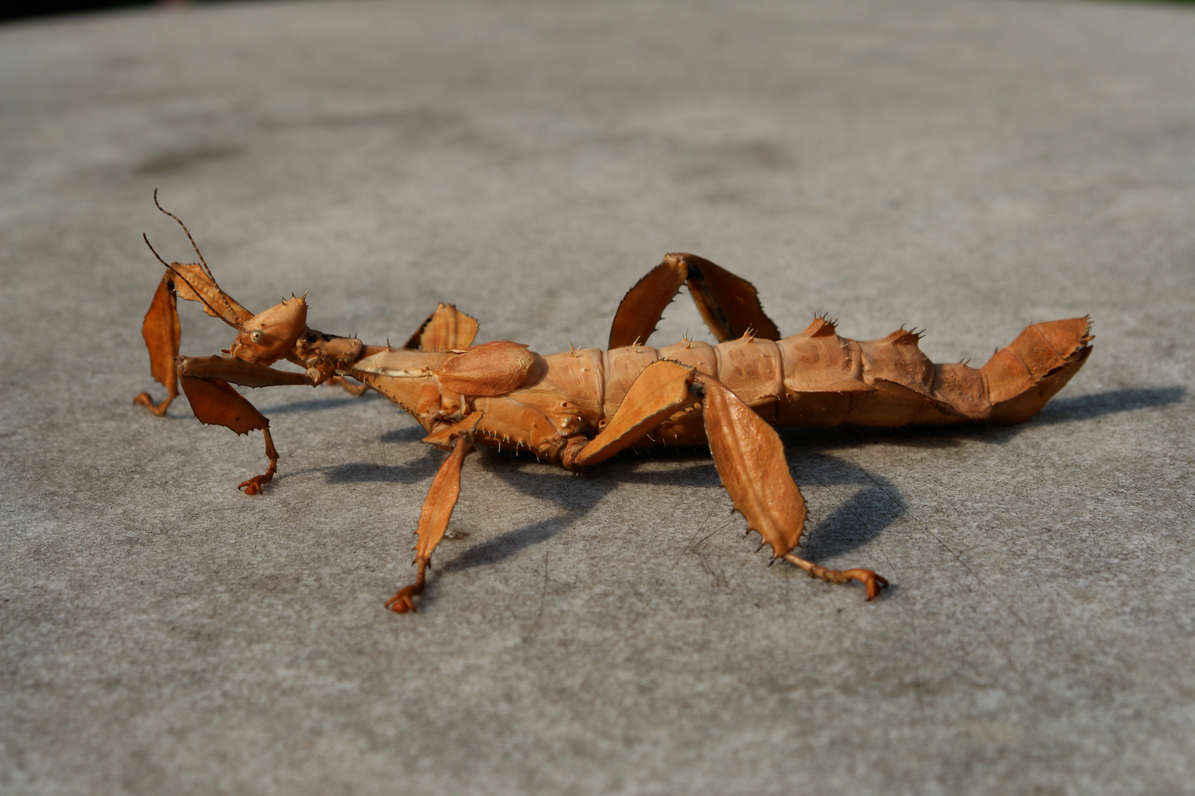 Extatosoma tiaratum 119