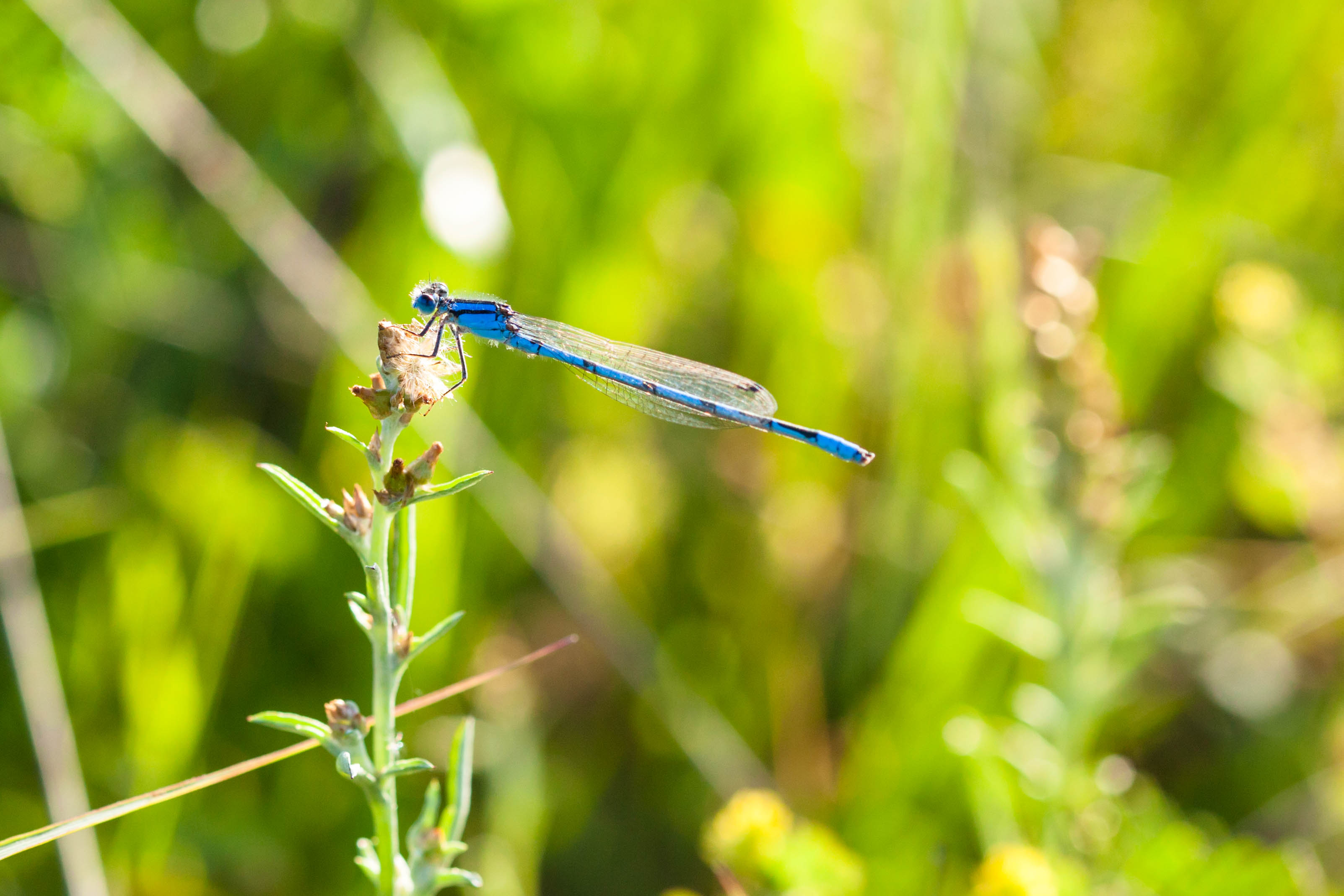 Familiar bluet (21218379972)