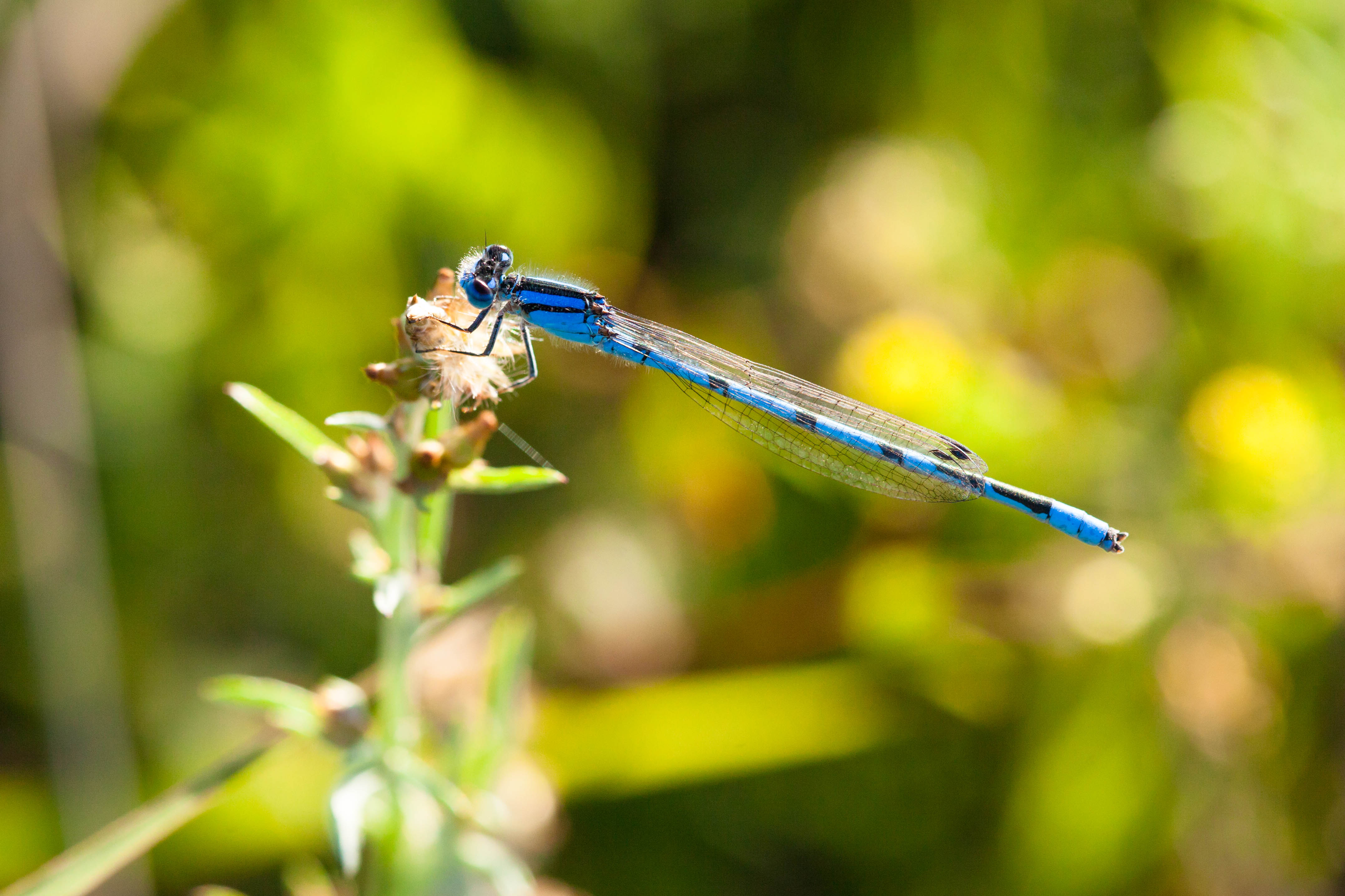 Familiar bluet (21228808645)