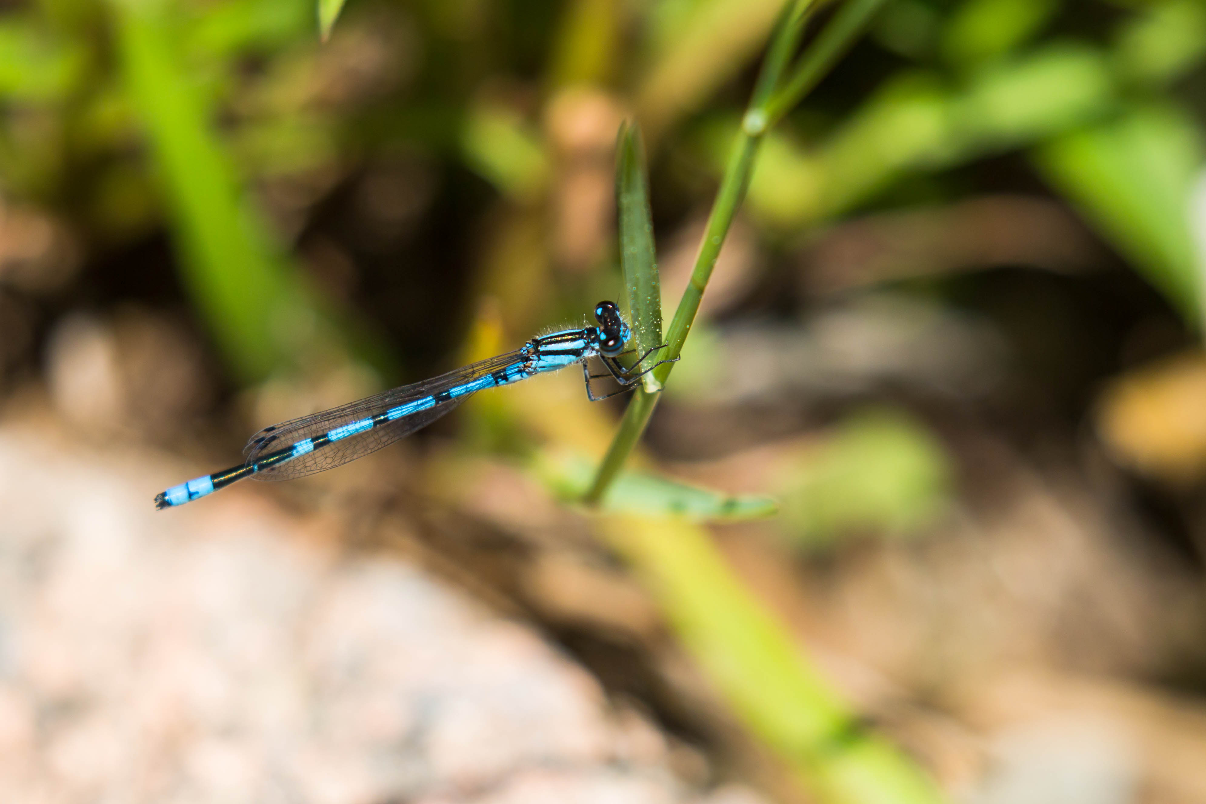 Familiar bluet (27428464244)