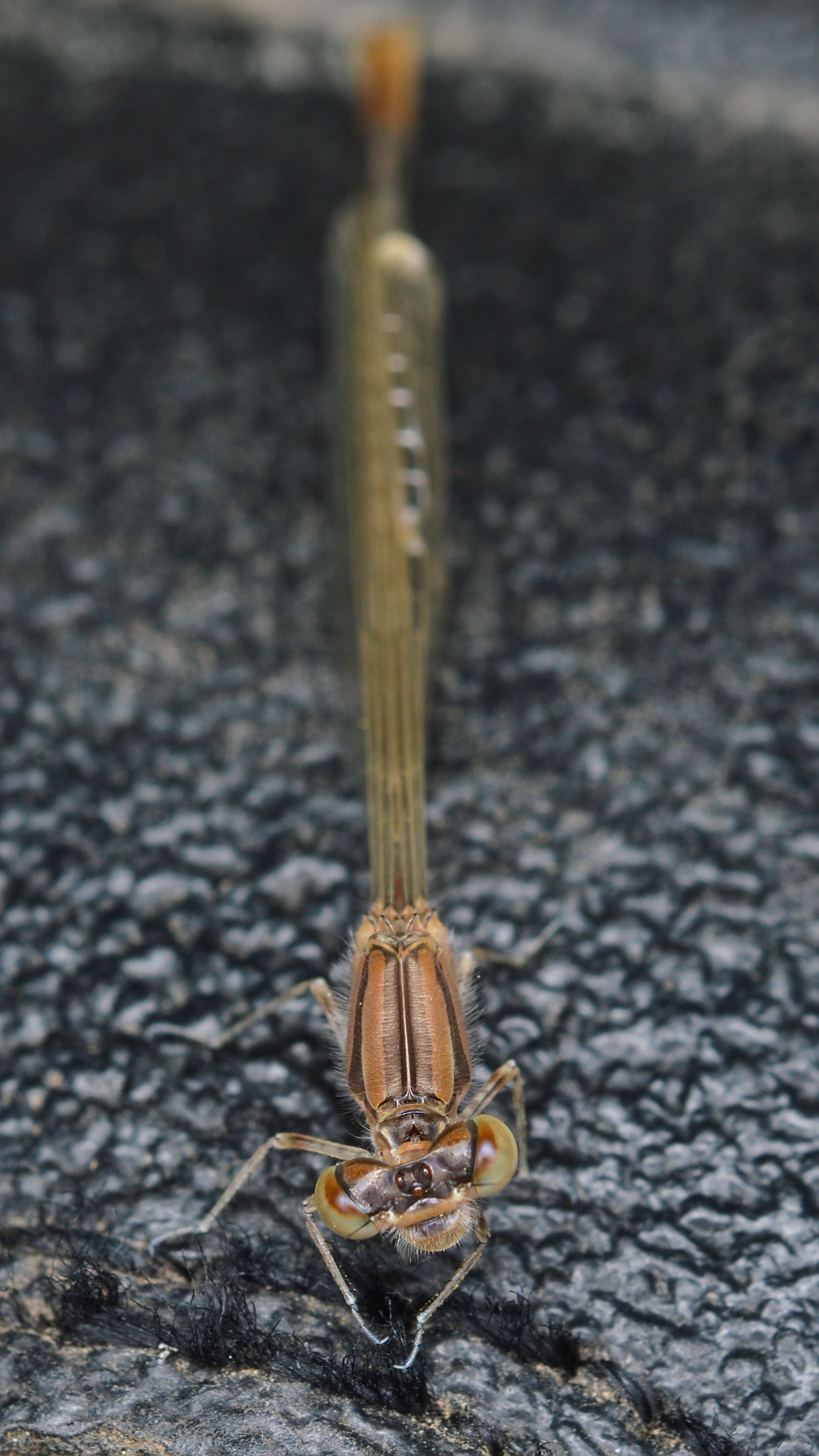 Familiar Bluet (Enallagma civile) (36338084404)