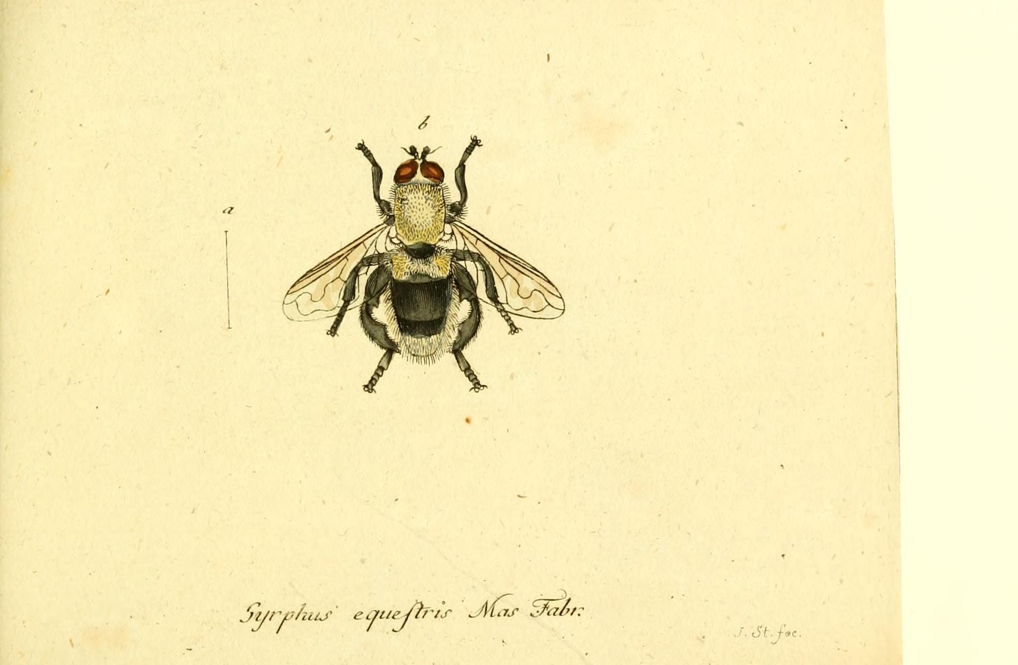 Fauna Germanica, Diptera BHL12718858