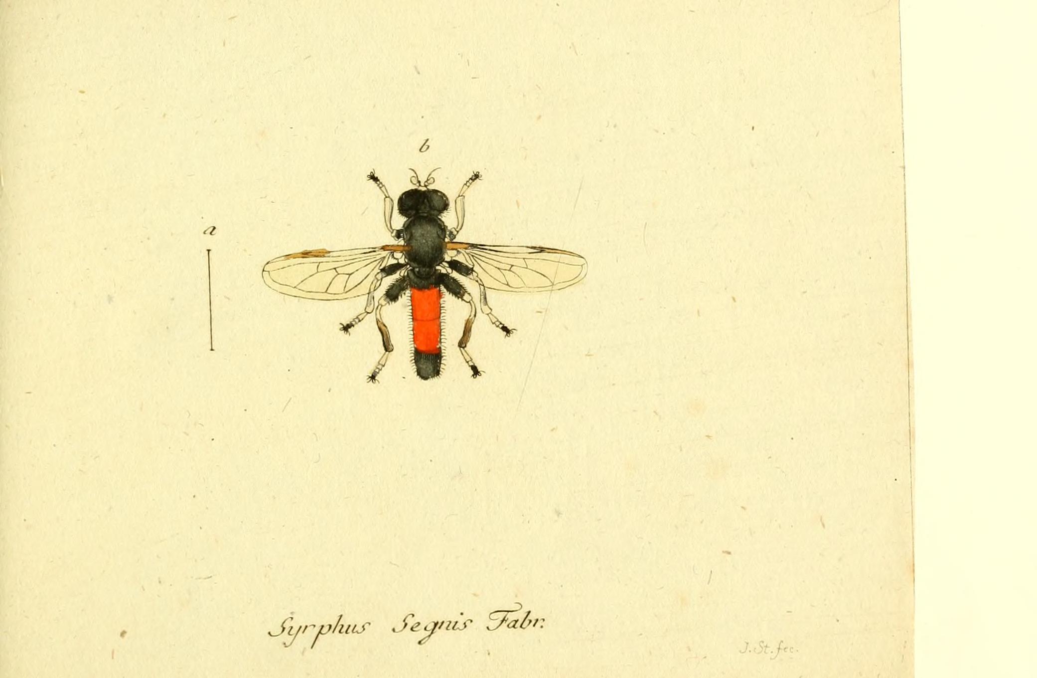 Fauna Germanica, Diptera BHL12718862