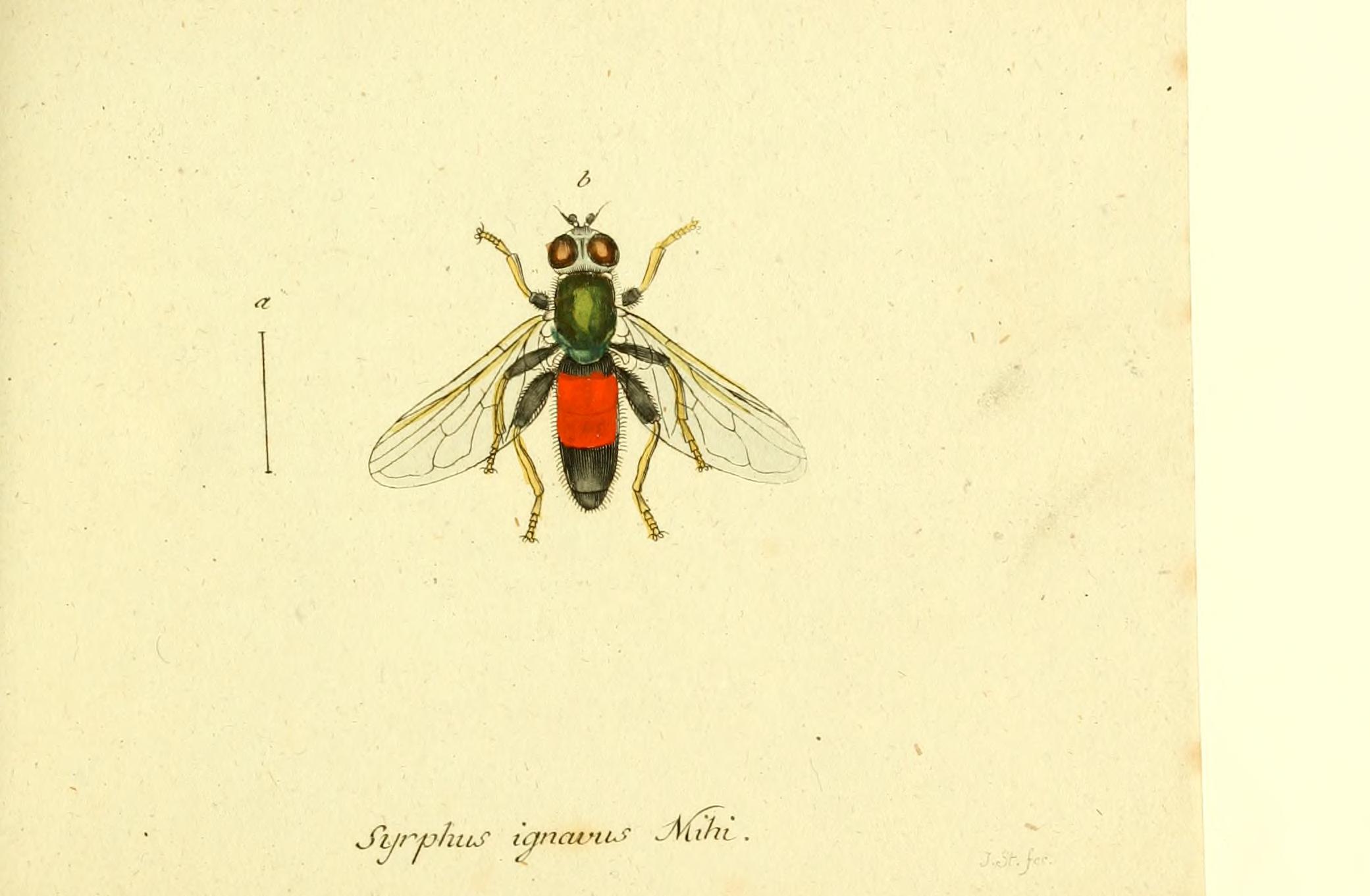 Fauna Germanica, Diptera BHL12718866