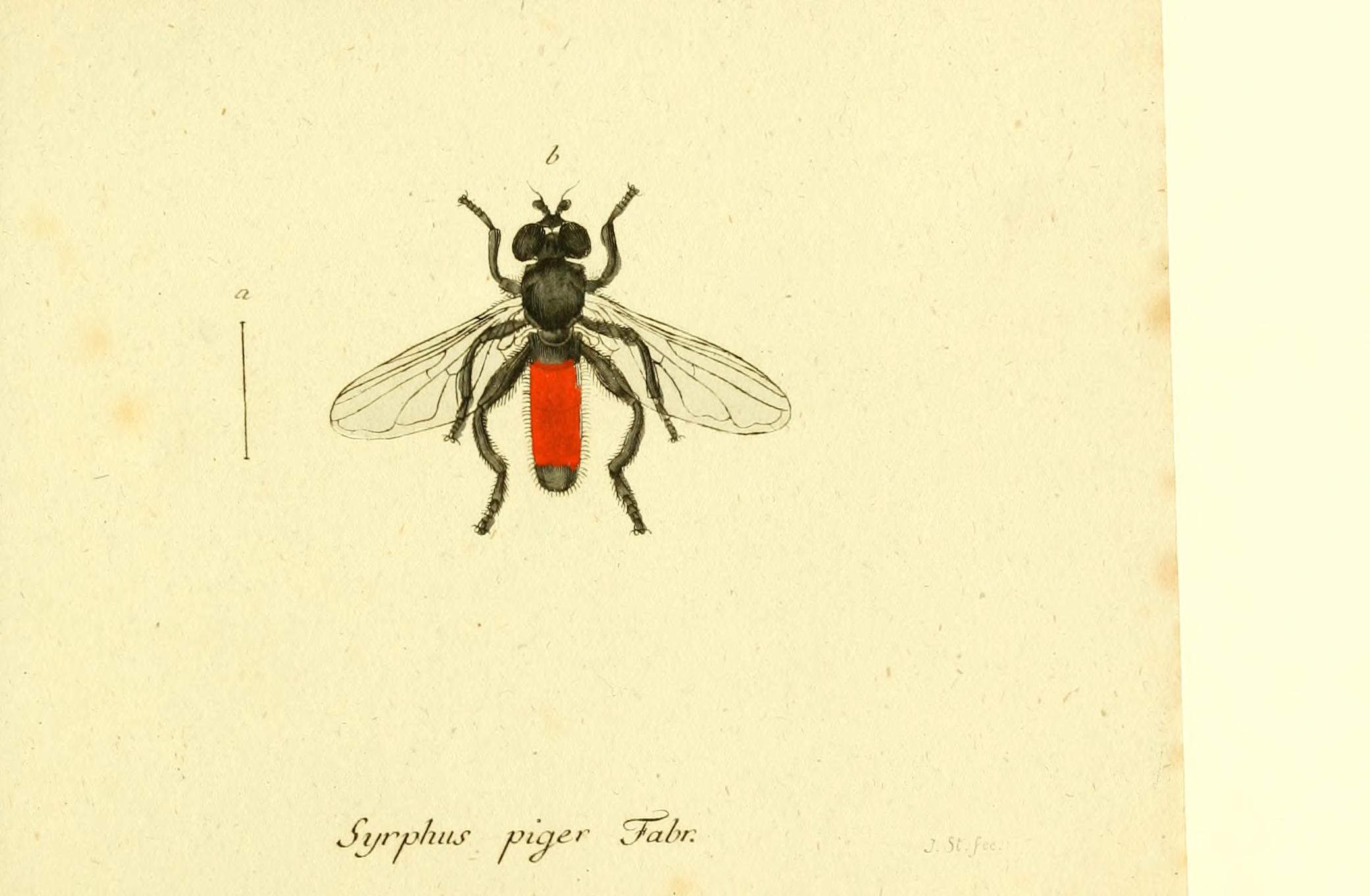 Fauna Germanica, Diptera BHL12718870
