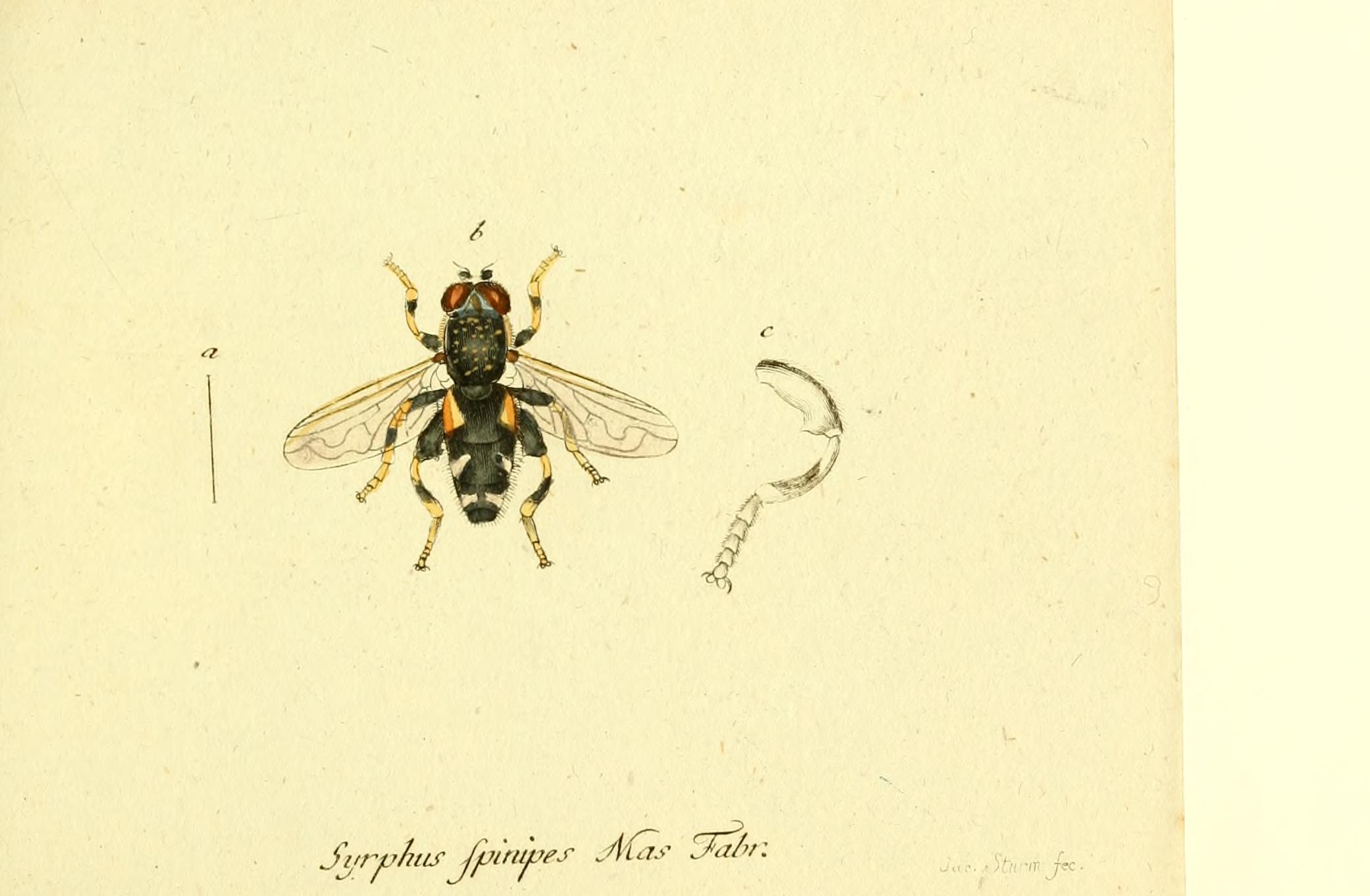 Fauna Germanica, Diptera BHL12718878