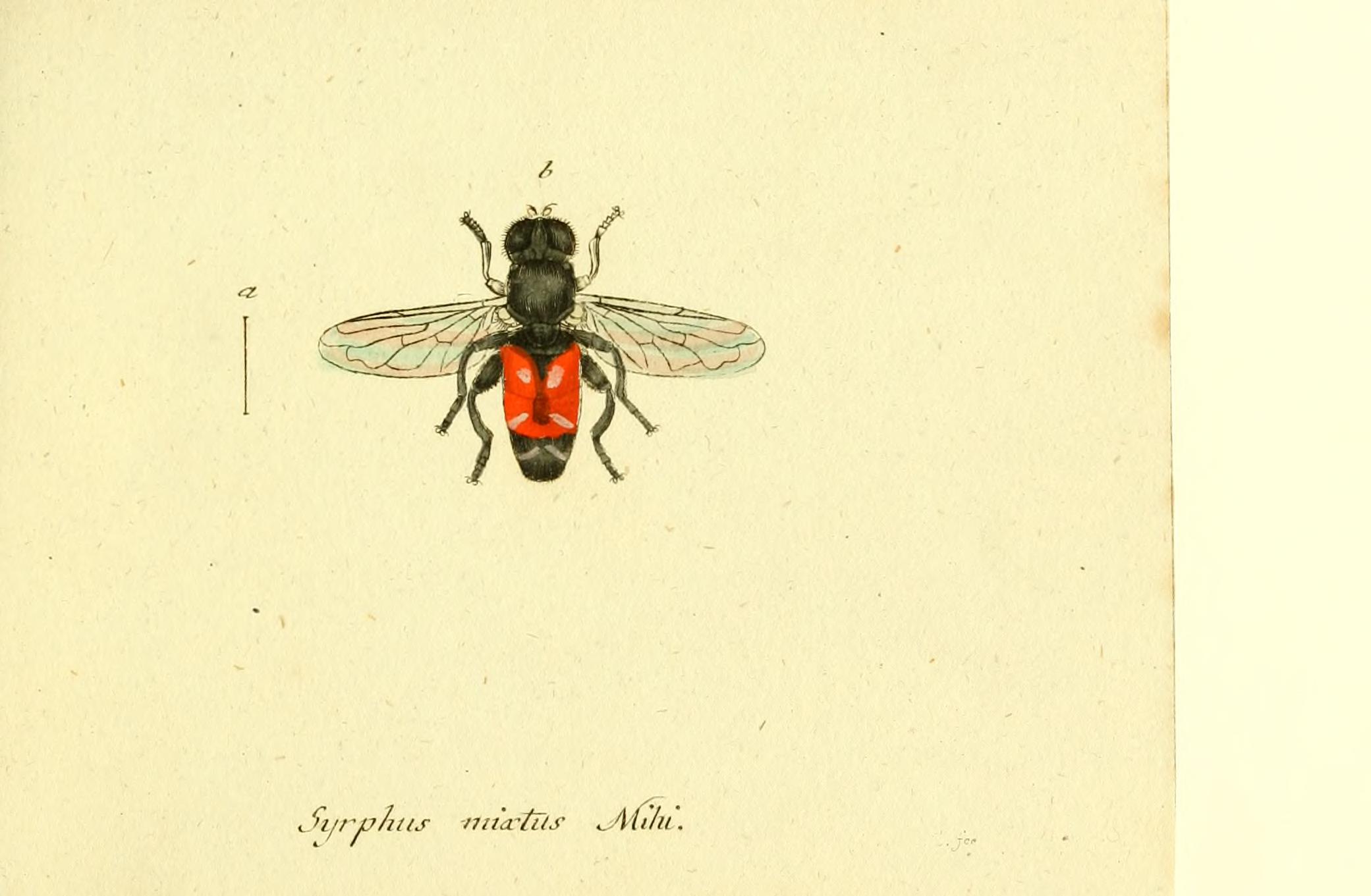Fauna Germanica, Diptera BHL12718882