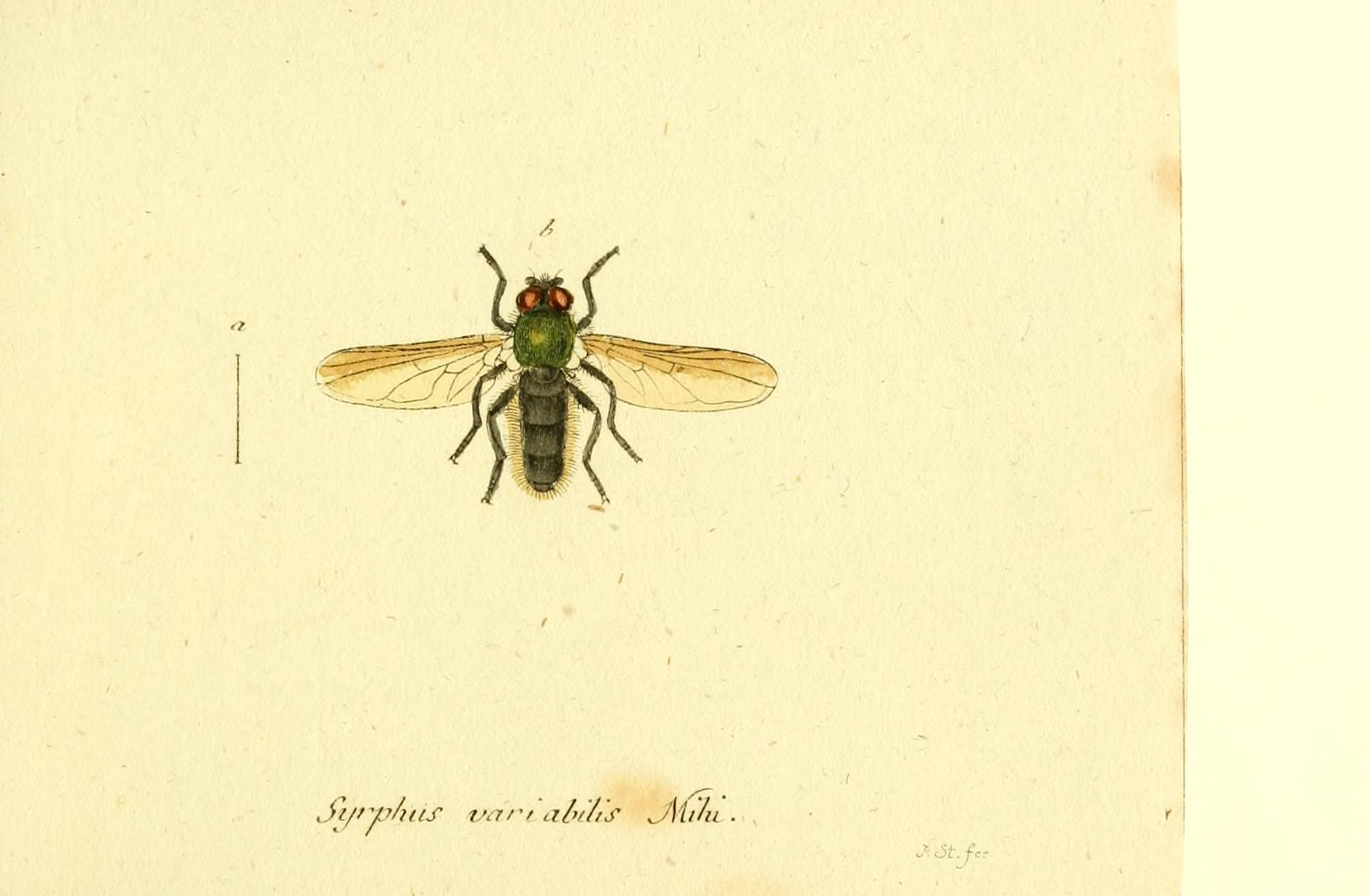 Fauna Germanica, Diptera BHL12718890