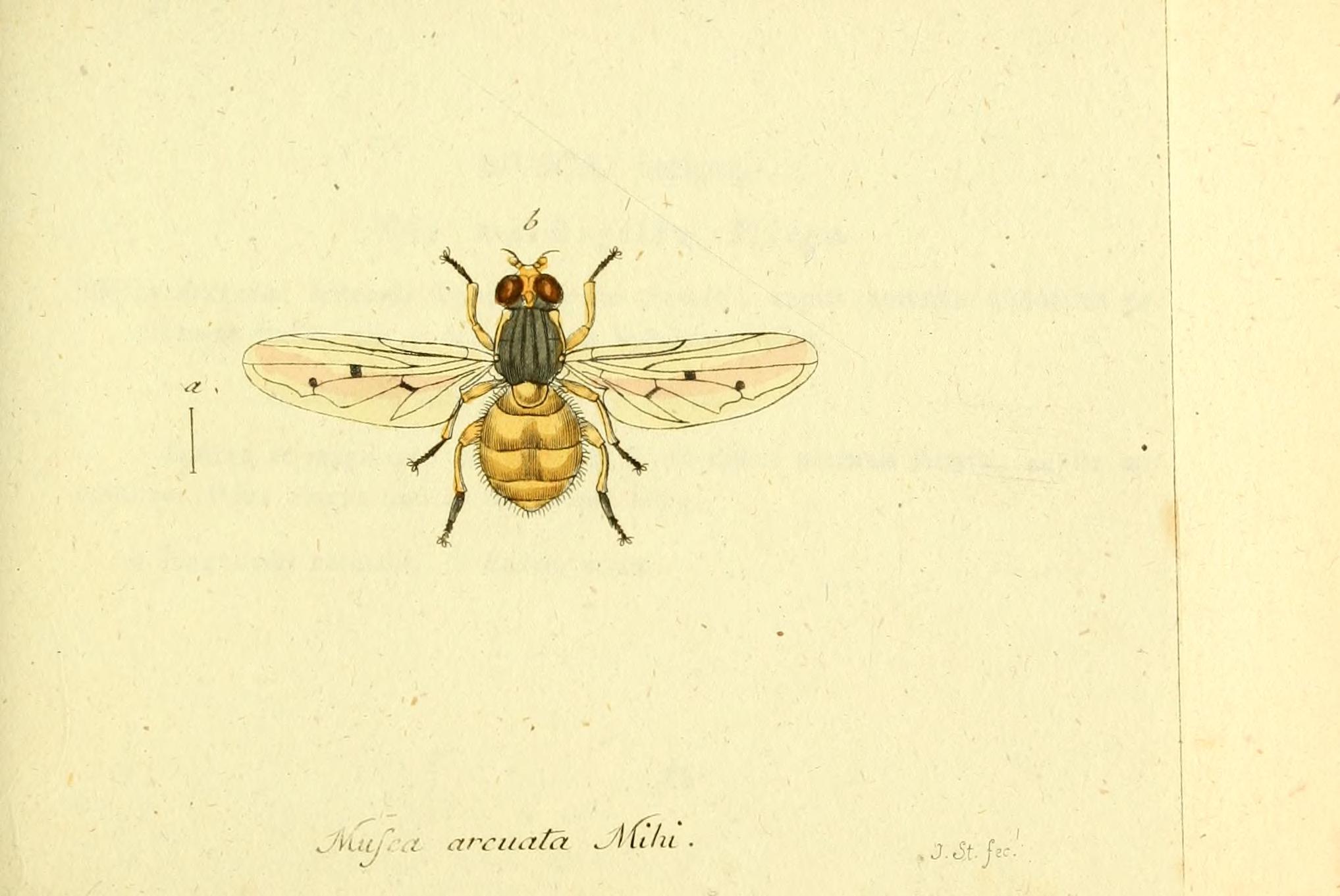 Fauna Germanica, Diptera BHL12718910