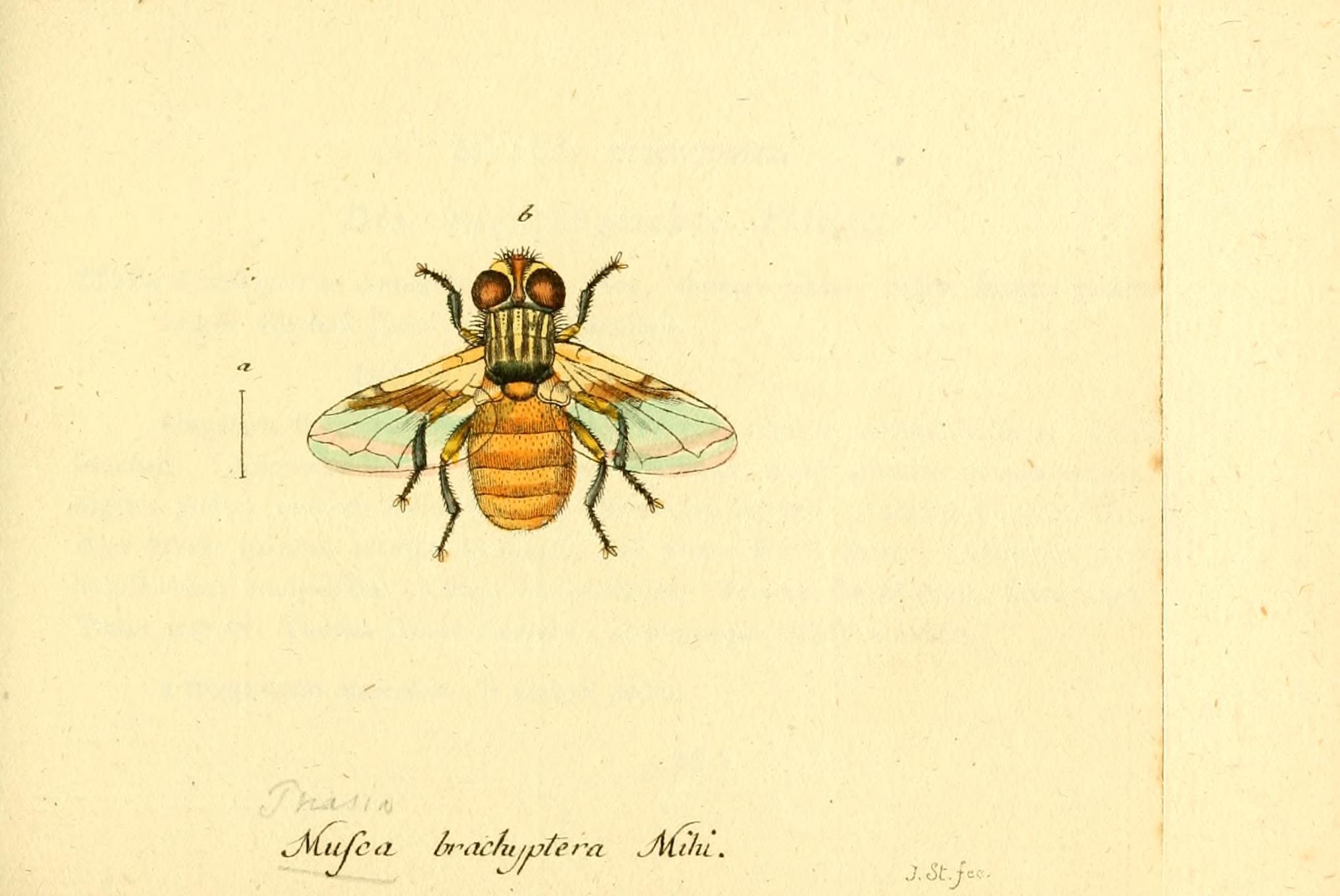 Fauna Germanica, Diptera BHL12718914