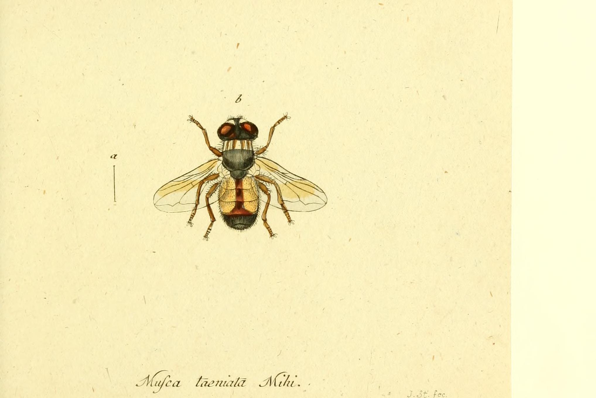Fauna Germanica, Diptera BHL12718922