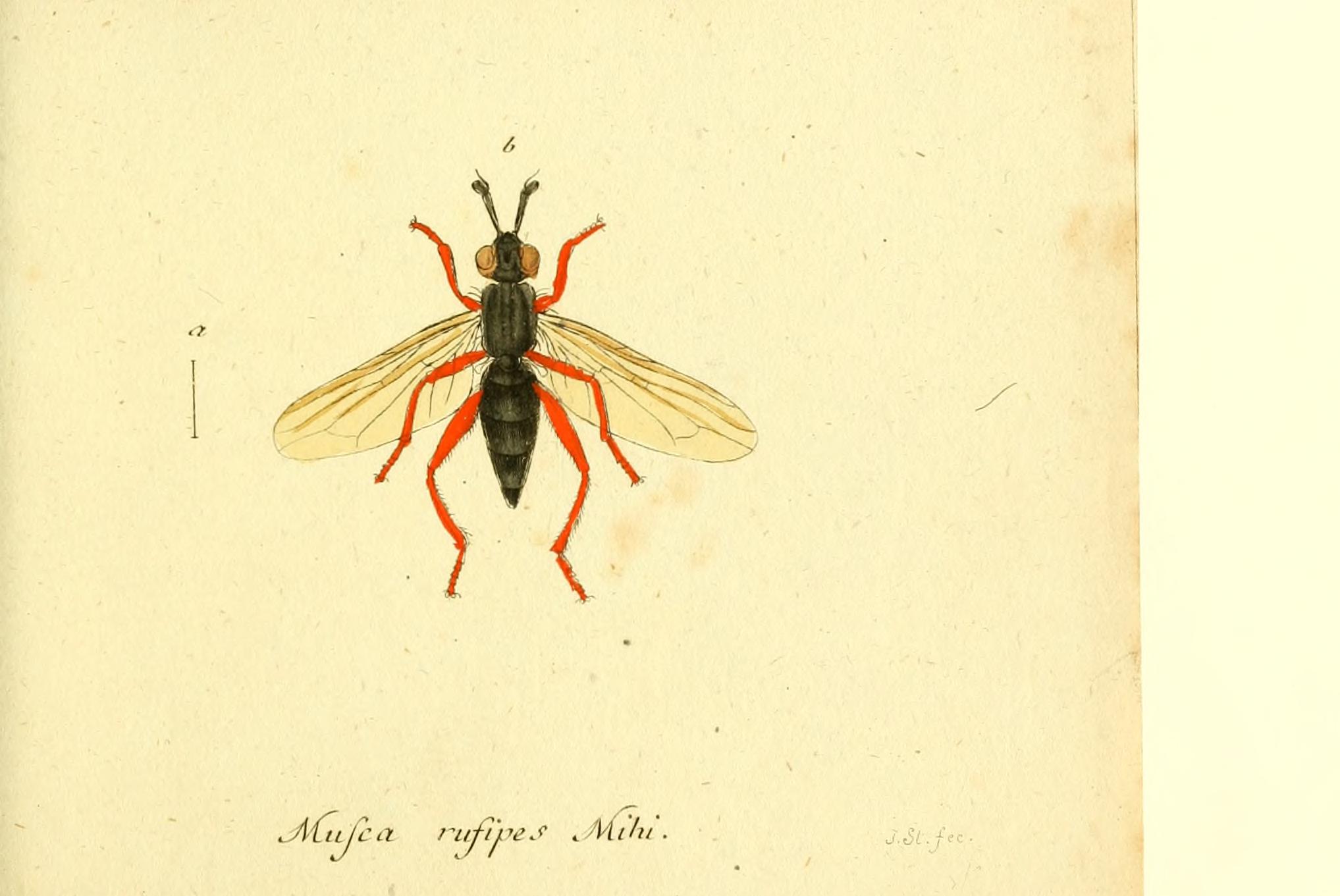 Fauna Germanica, Diptera BHL12718942