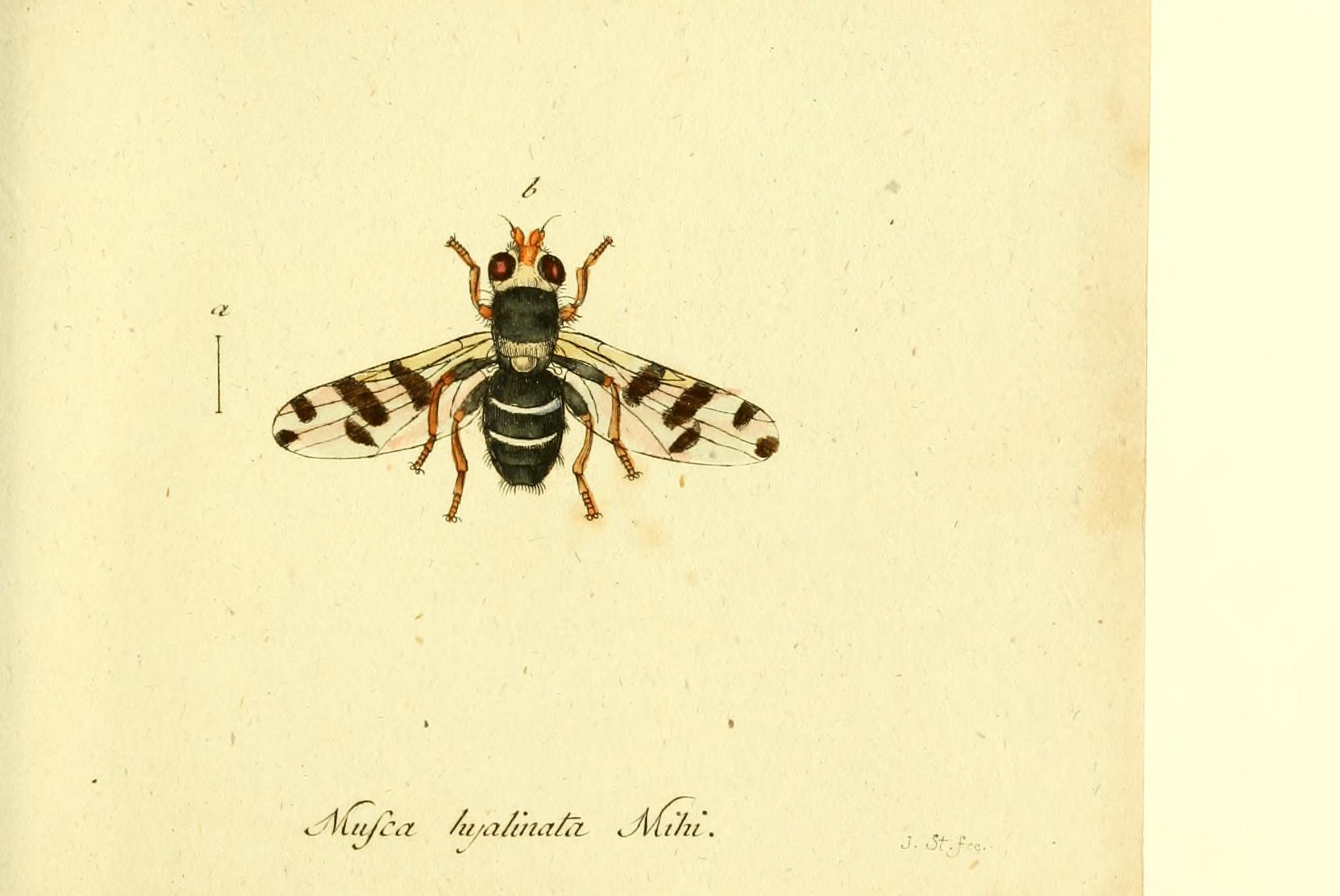 Fauna Germanica, Diptera BHL12718946