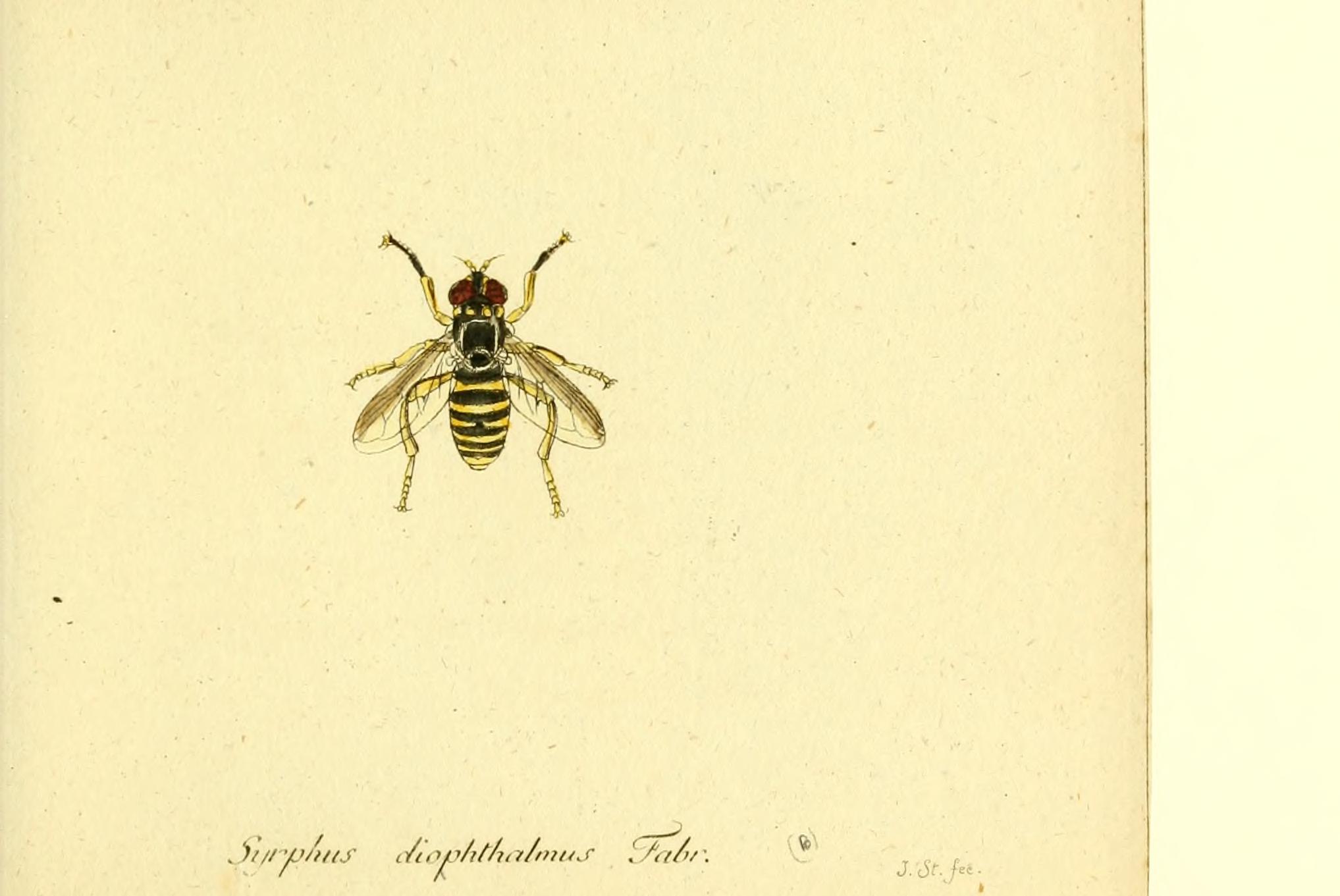 Fauna Germanica, Diptera BHL12718954