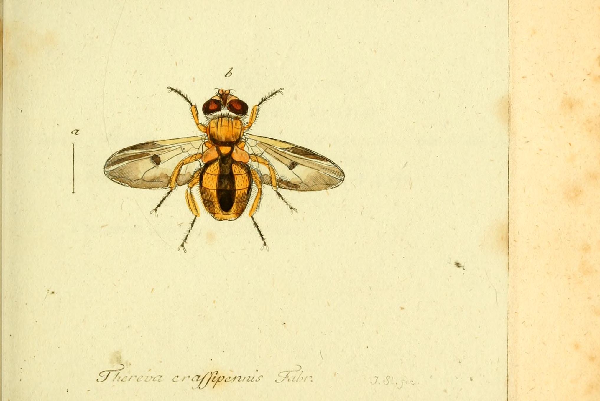 Fauna Germanica, Diptera BHL12718986