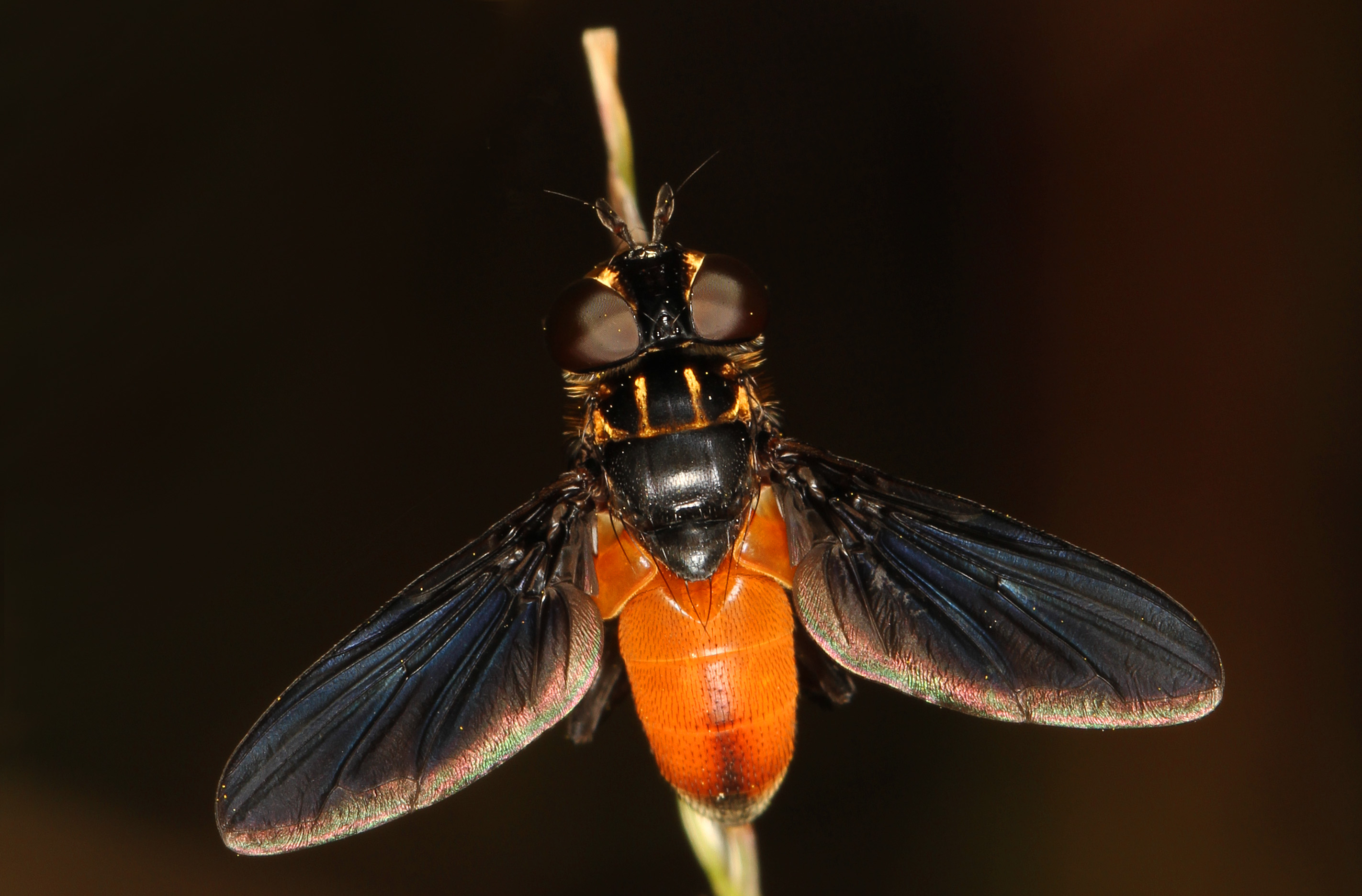 Feather-legged Fly - Trichopoda pennipes, Julie Metz Wetlands, Woodbridge, Virginia - 22208863372