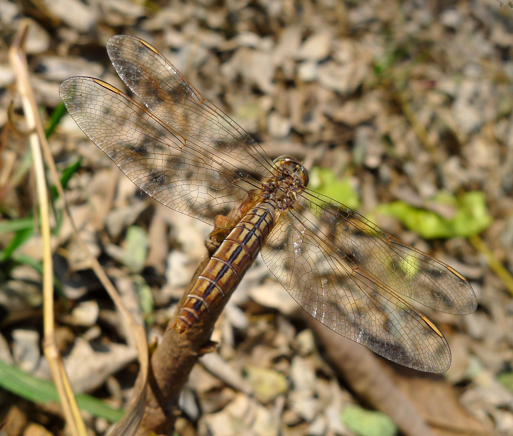Female. Brachythemis contaminata. - Flickr - gailhampshire