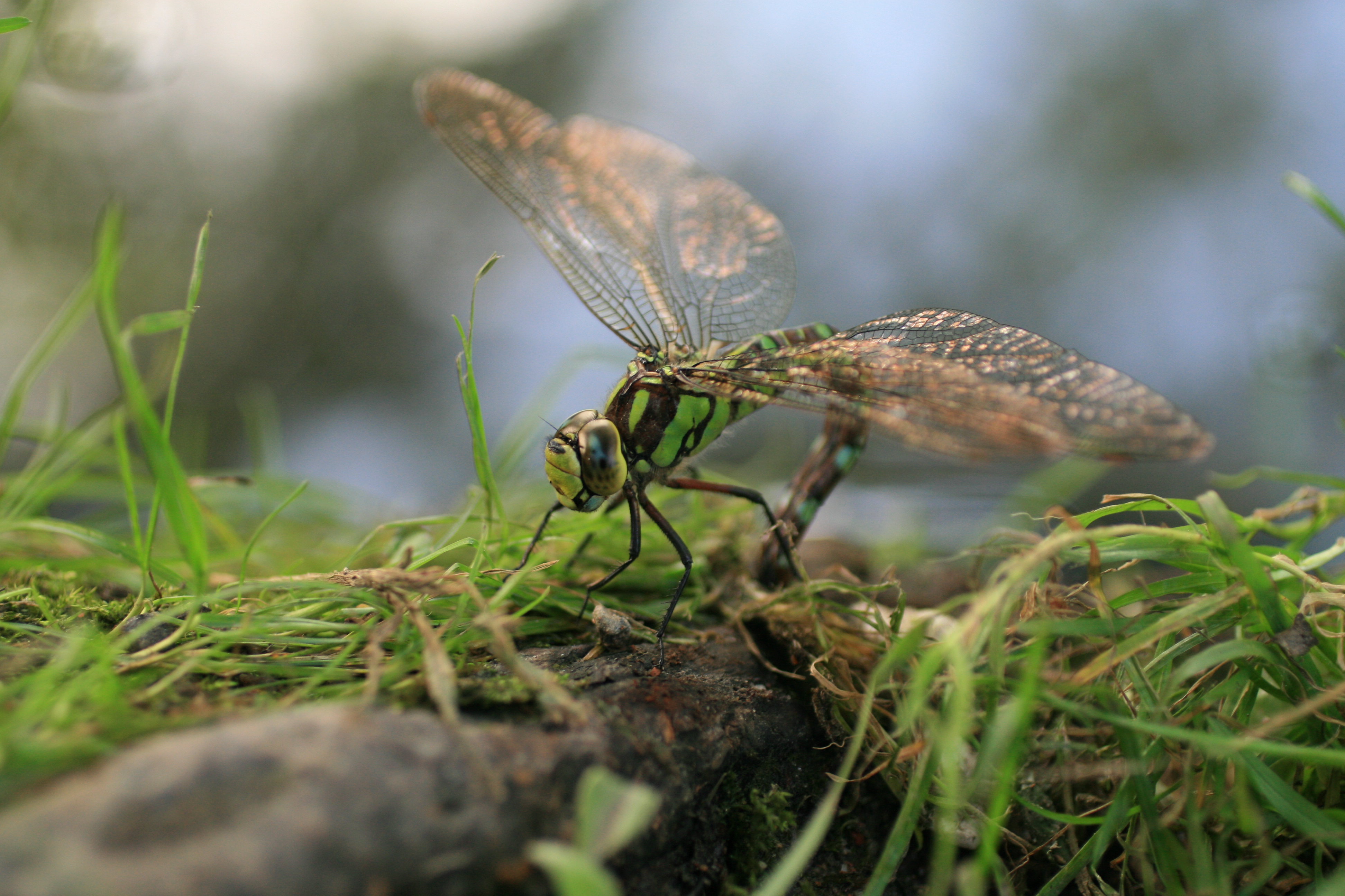 Female Aeshna cyanea laying eggs 5