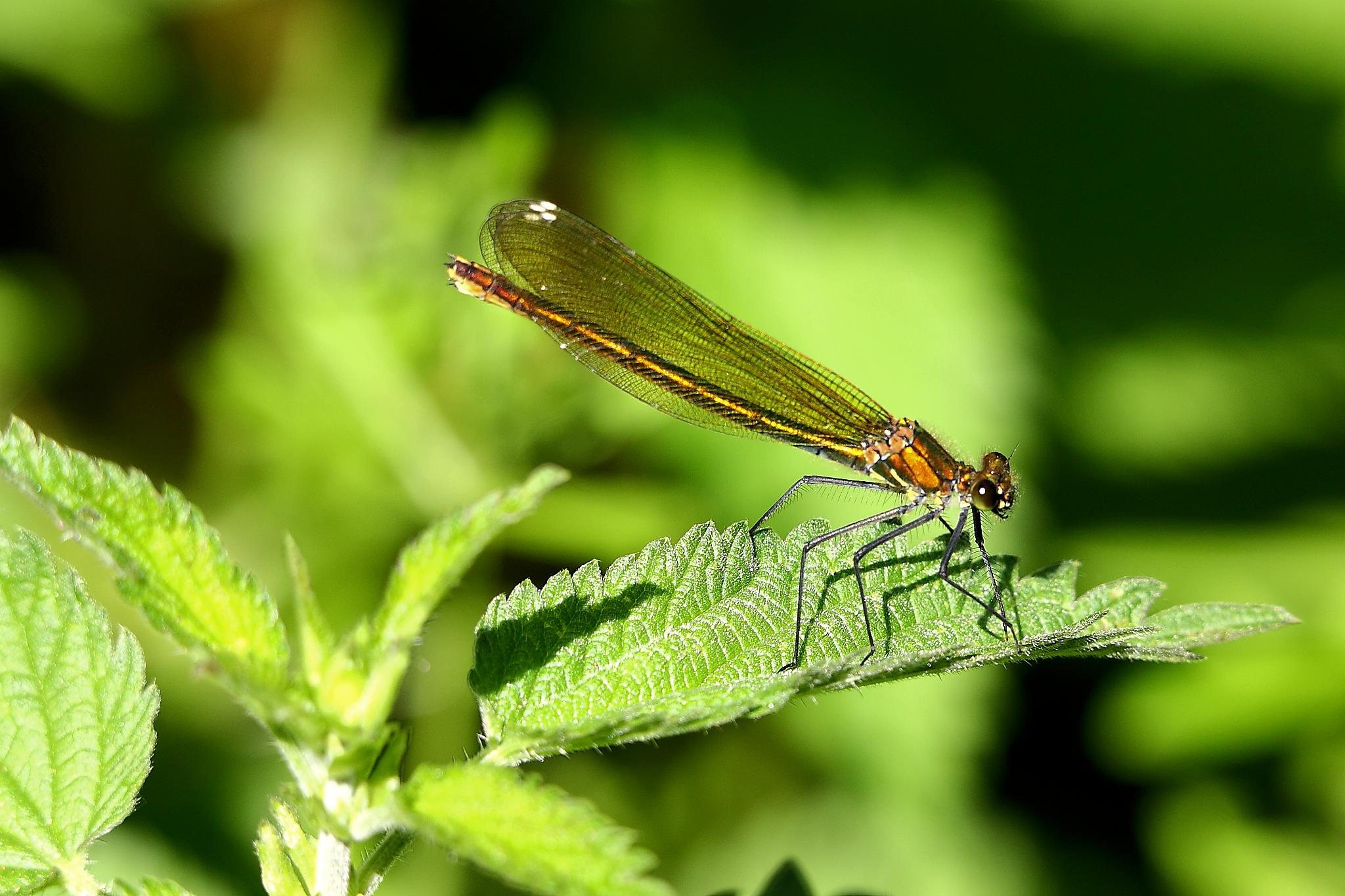 Female Banded Demoiselle - Stanborough Lakes (7278091064)