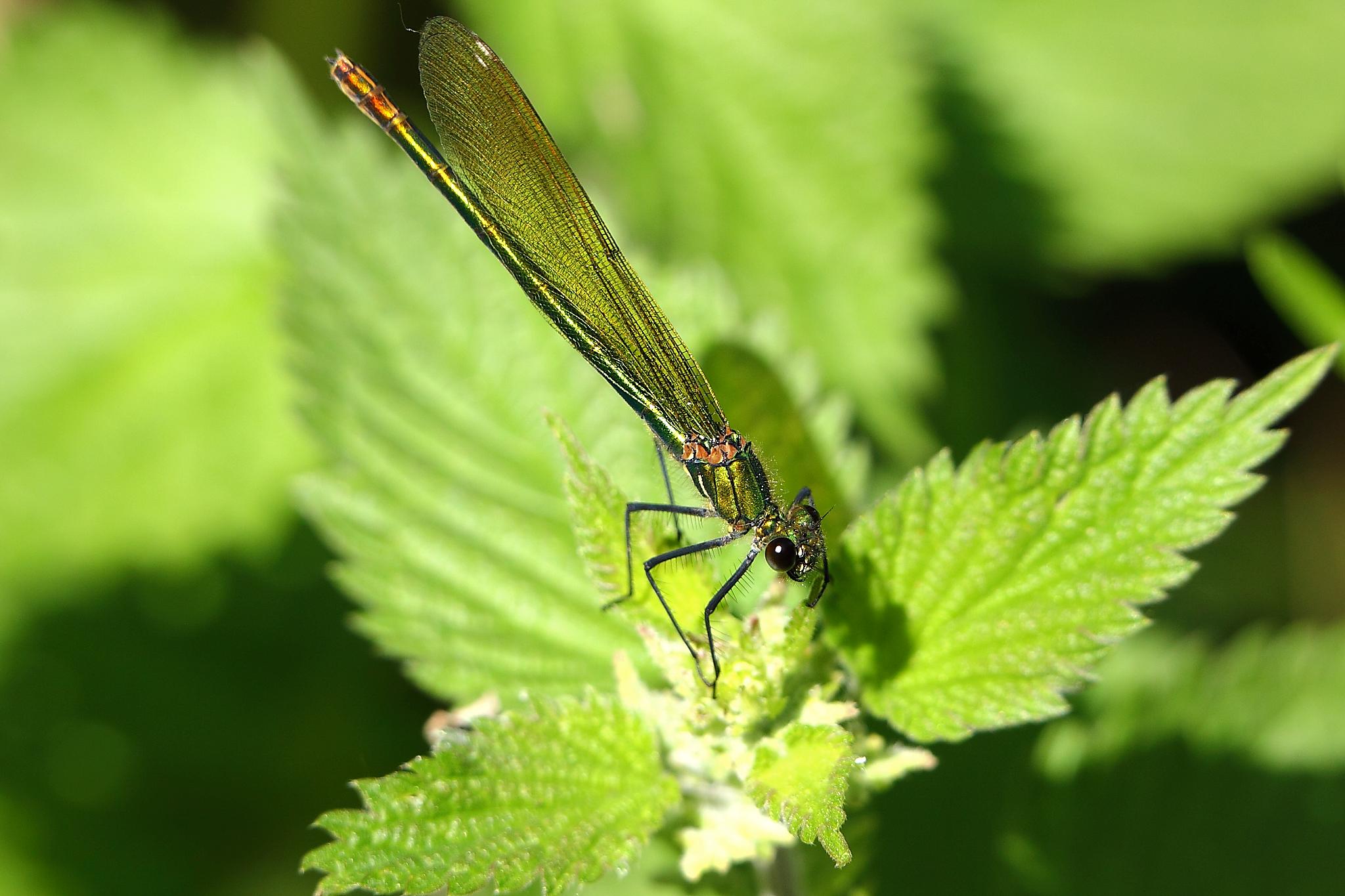 Female Banded Demoiselle - Stanborough Lakes (7278093590)