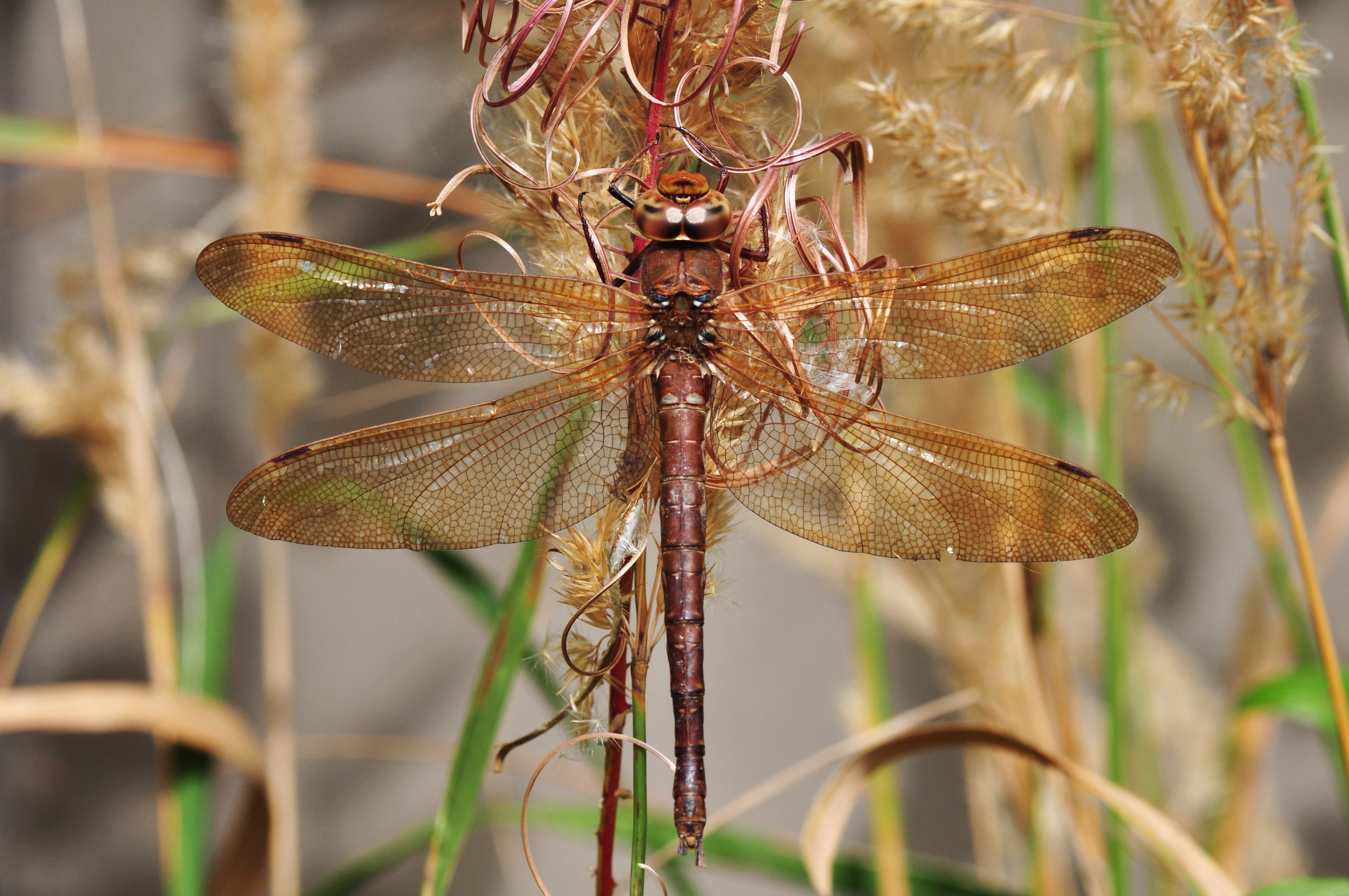 Female Brown Hawker (Aeshna grandis) (10312370433)