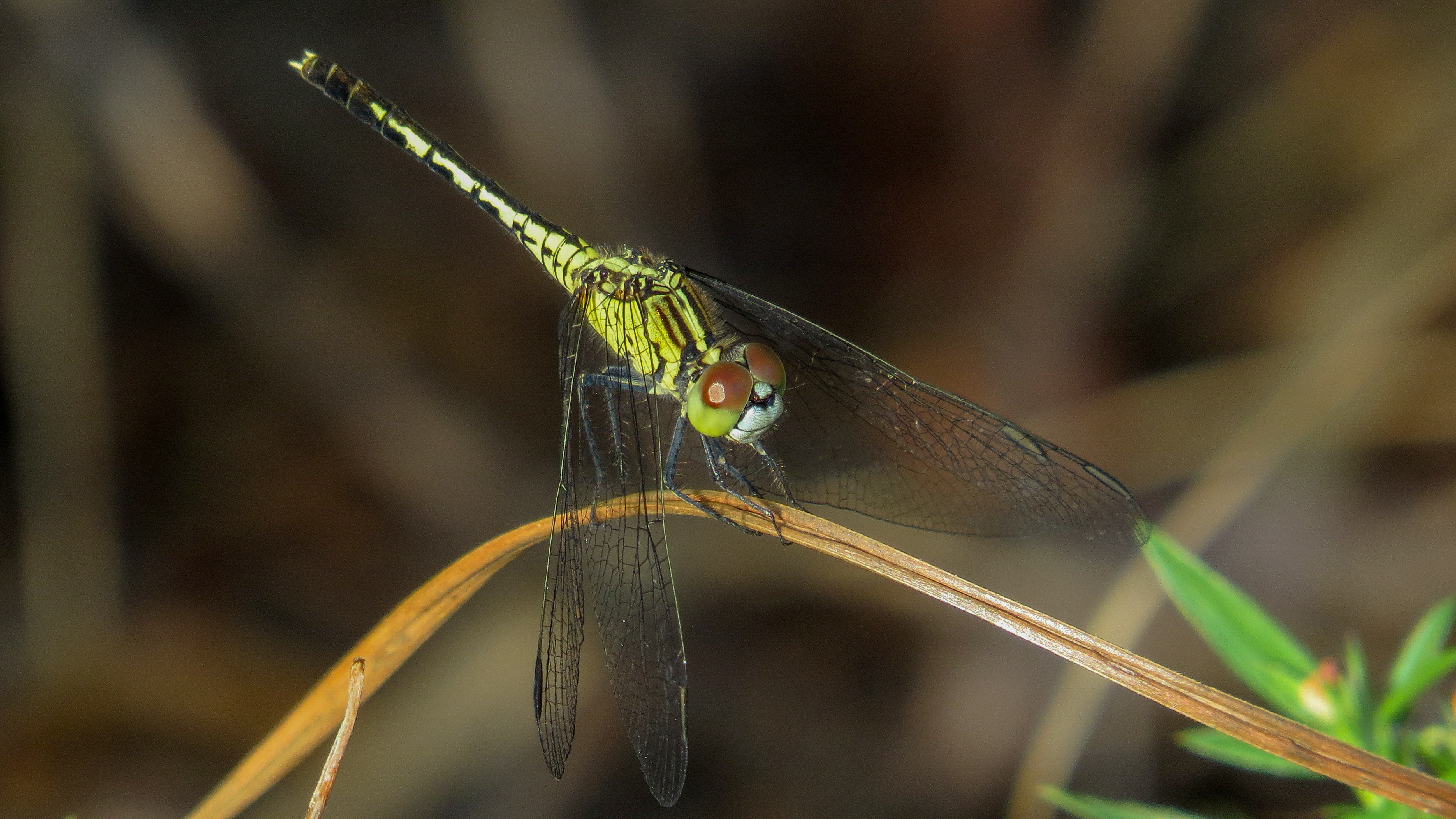 Female Chalky Percher cheek (17281946595)
