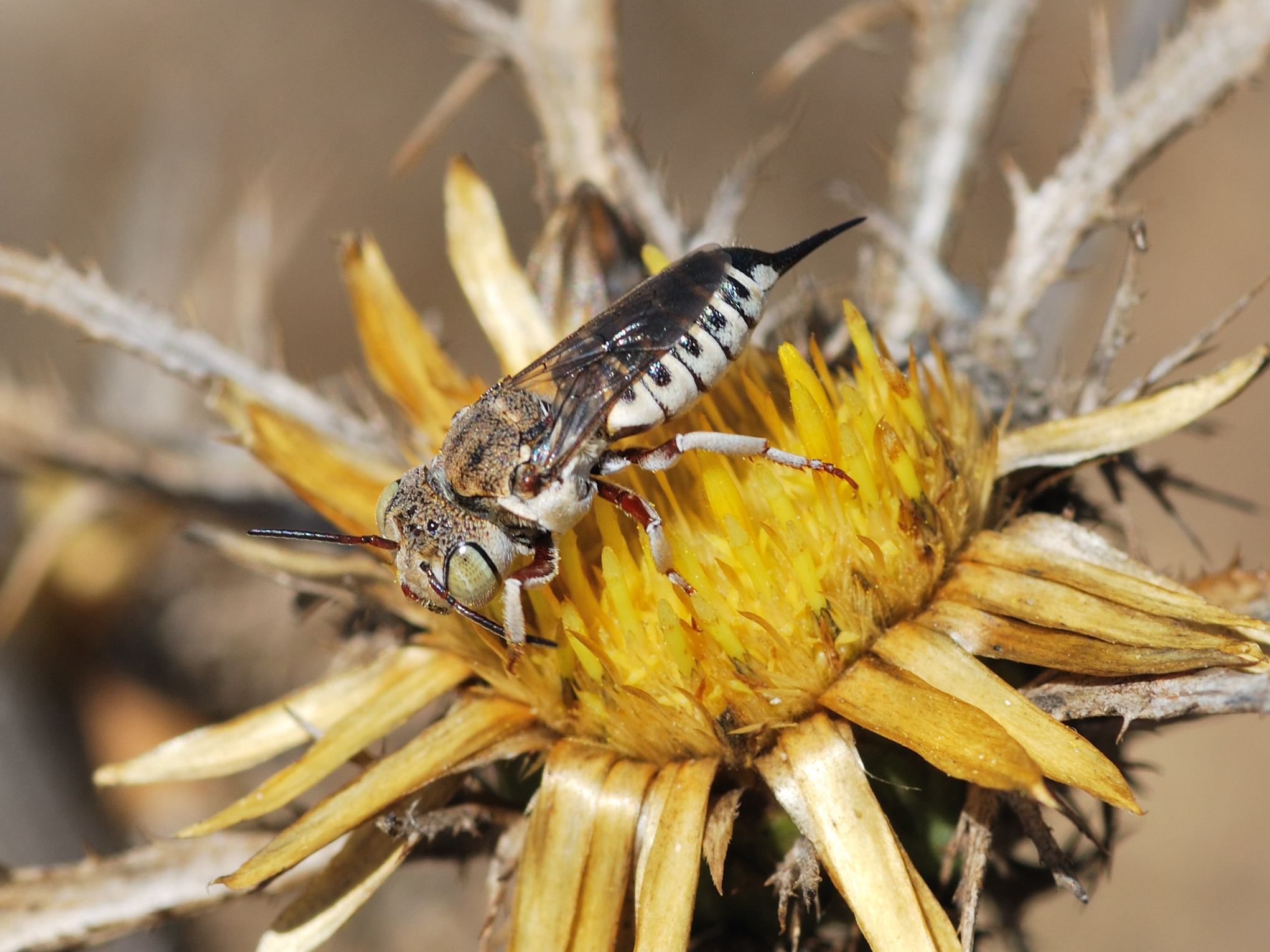 Female Coelioxys on Carlina curetum 1