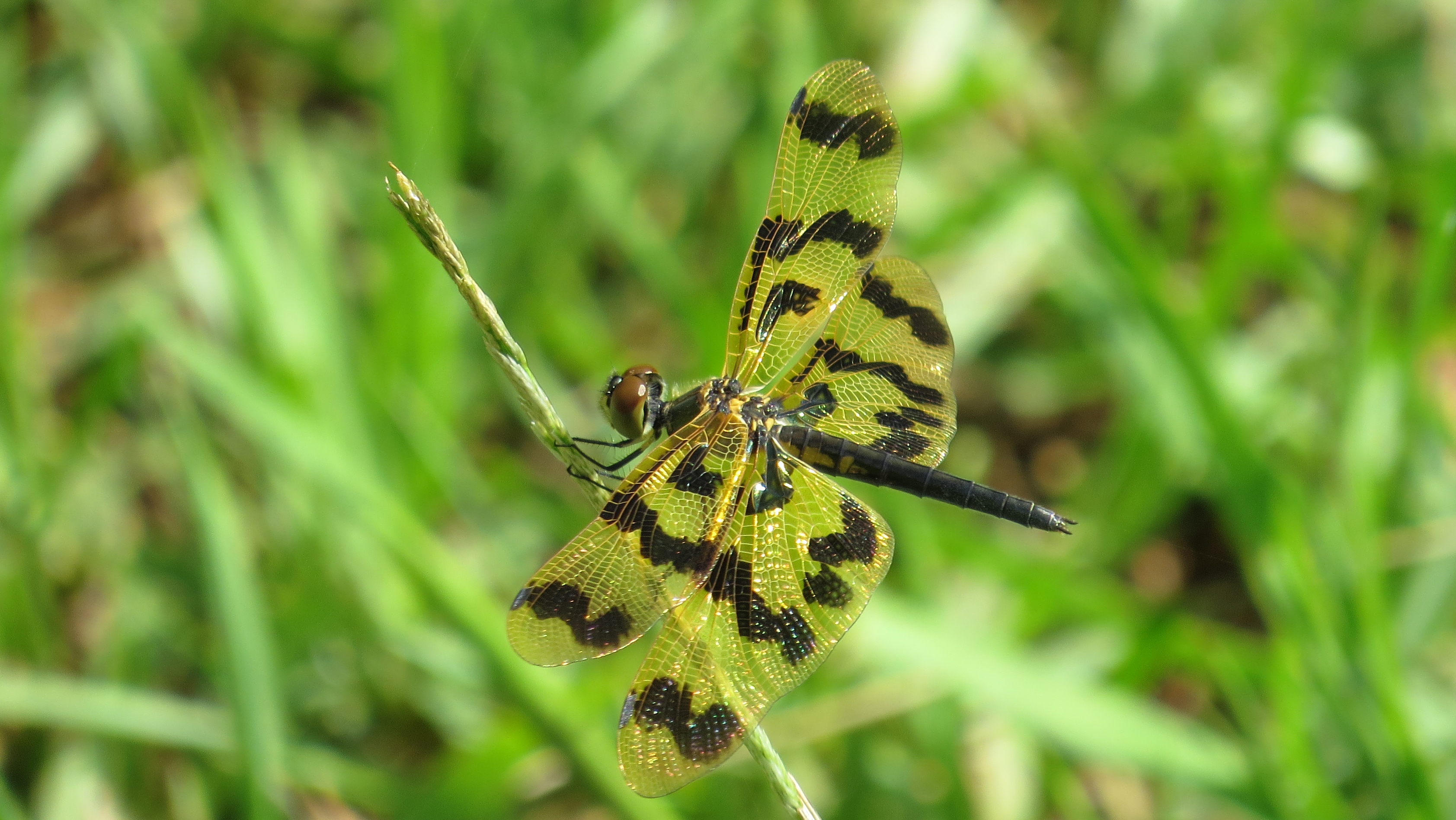 Female Graphic Flutterer lateral (16009456622)