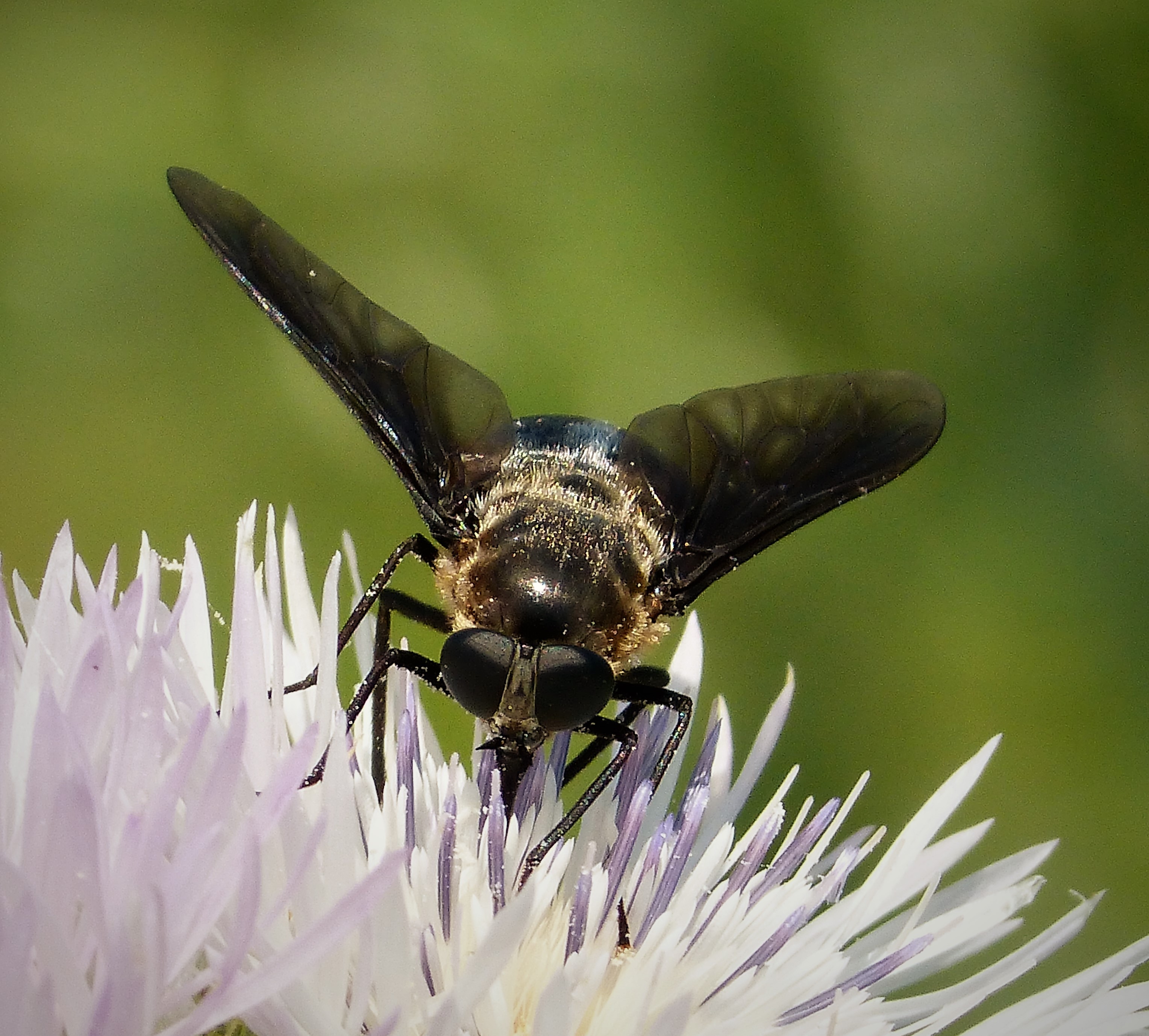 Female Pangonius species (probably P. haustellatus). Tabanidae (44782364531)