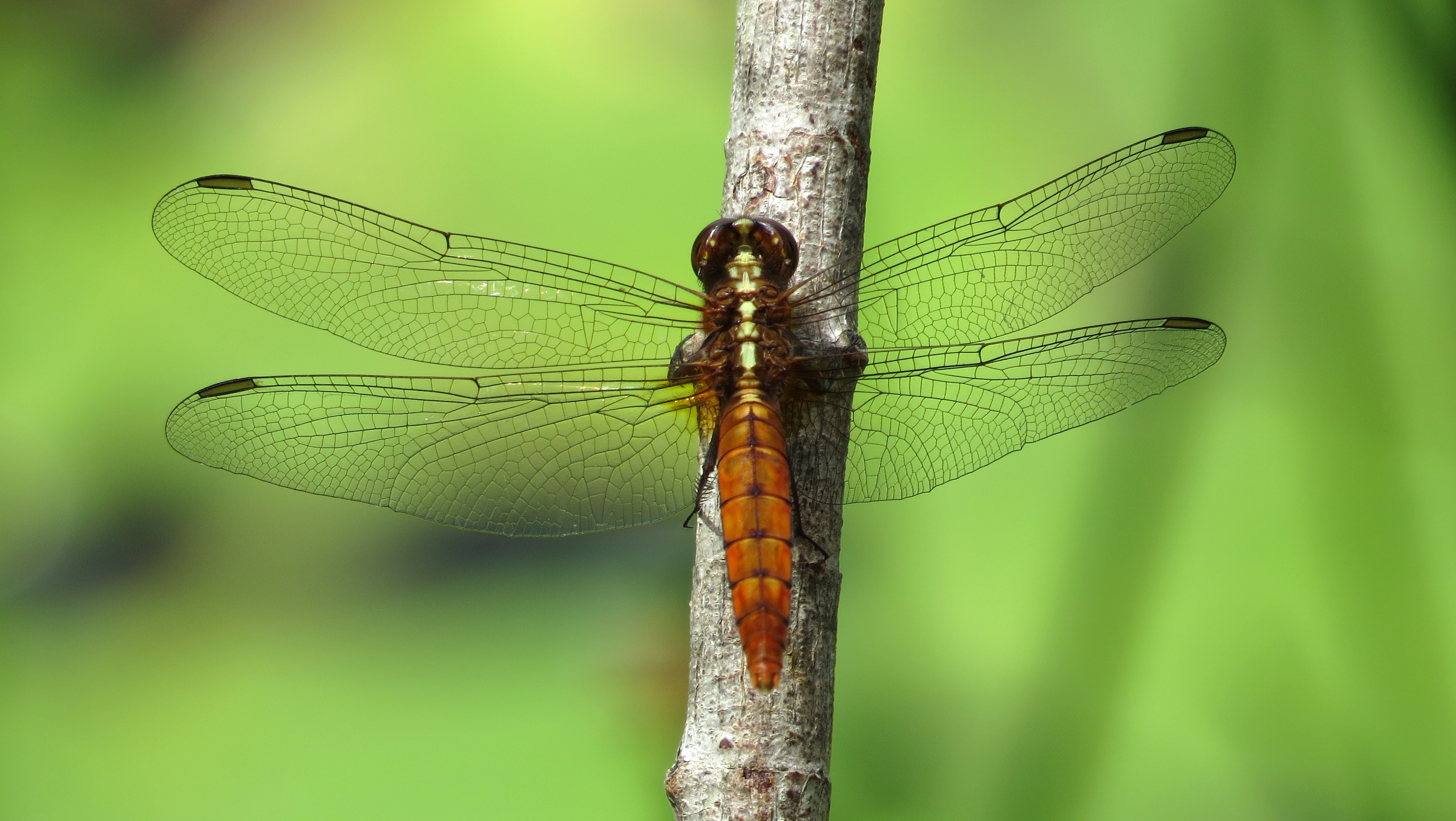 Female Red Arrow (15822914250)