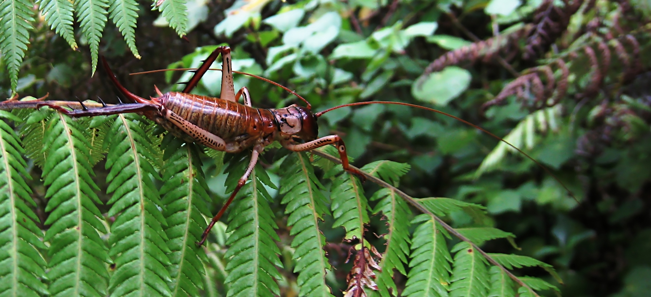 Female tree weta on tree fern