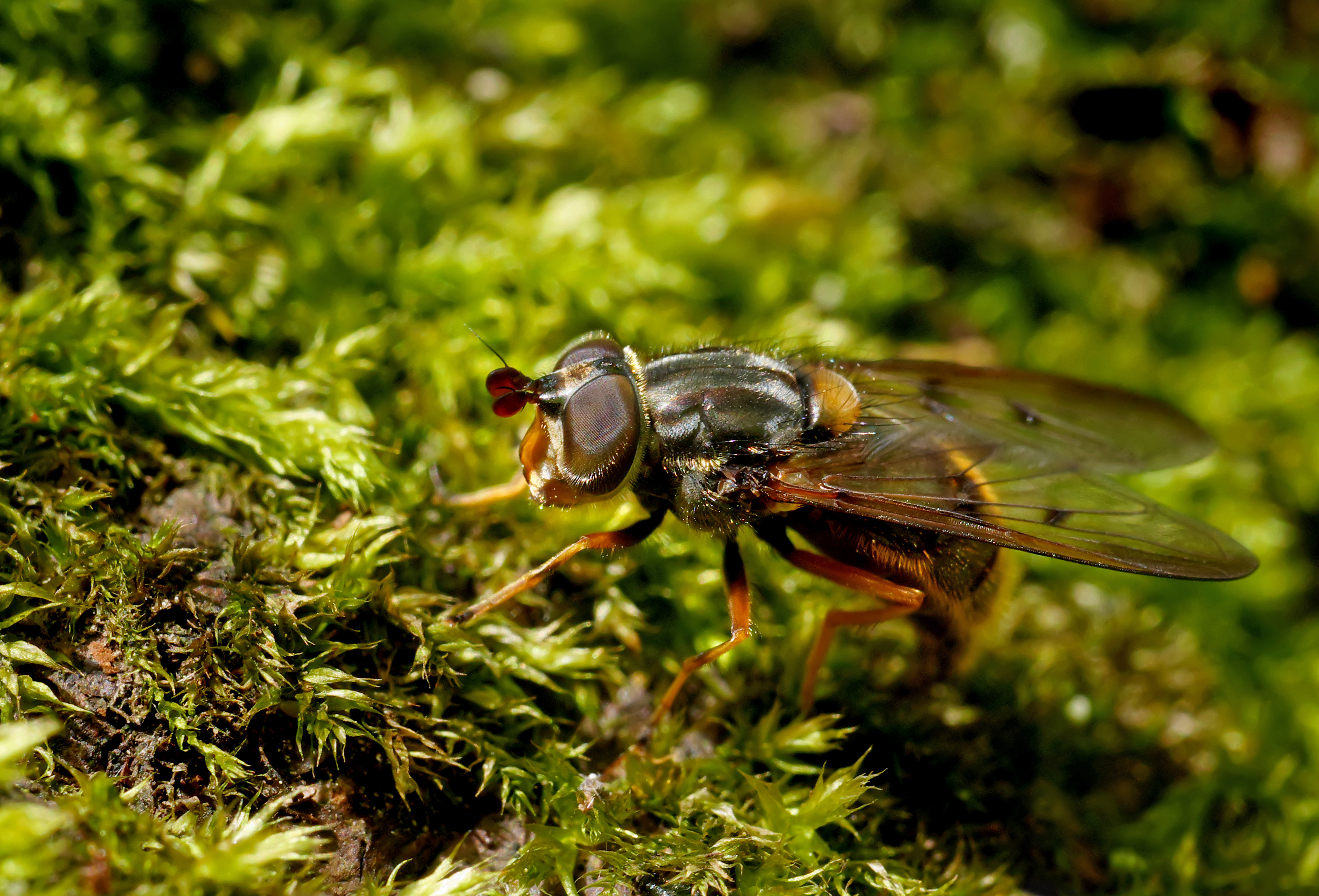 Ferdinandea cuprea egg-laying, Parc de Woluwé, Brussels (34372883911)
