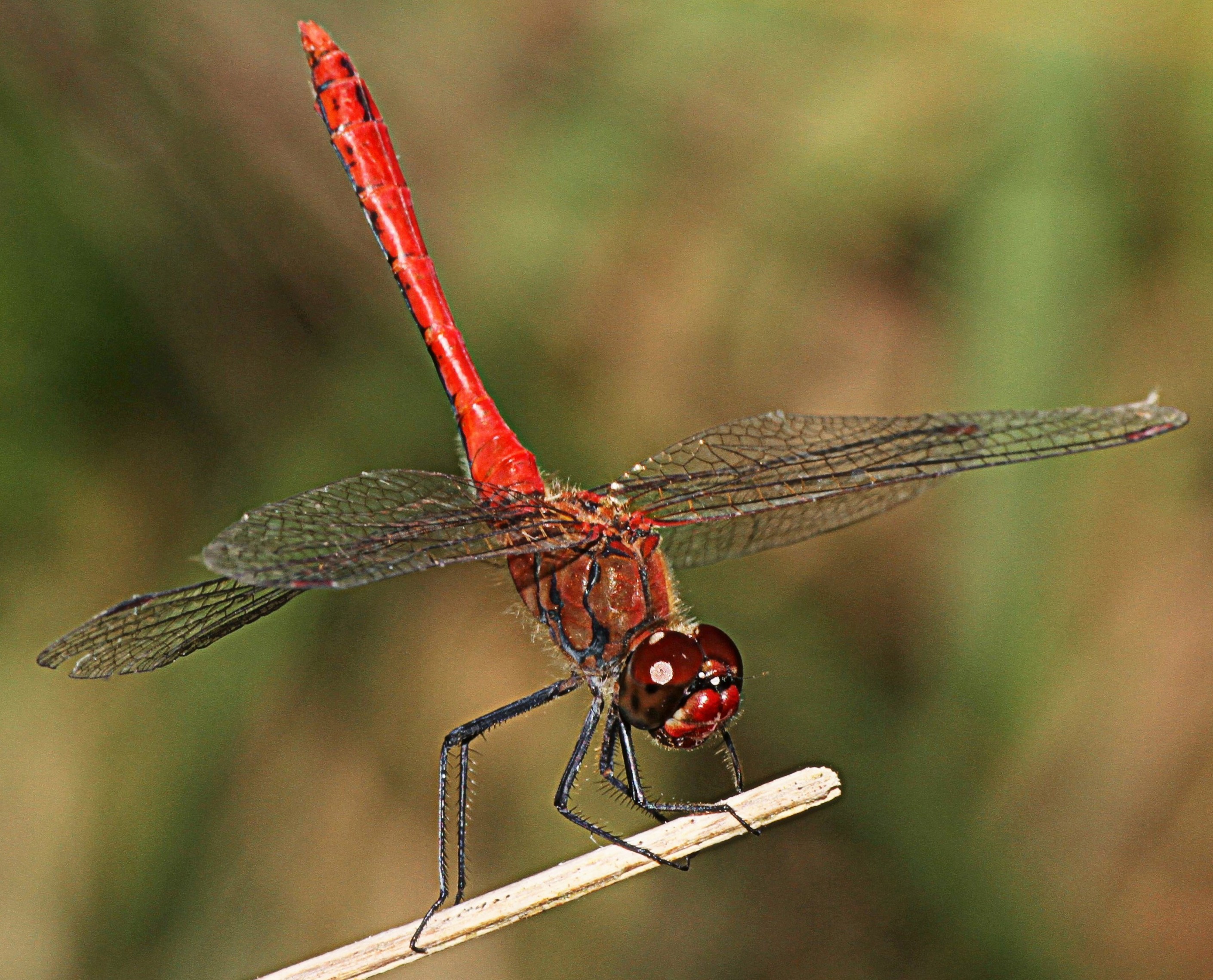 Feuerlibelle (29169205681)