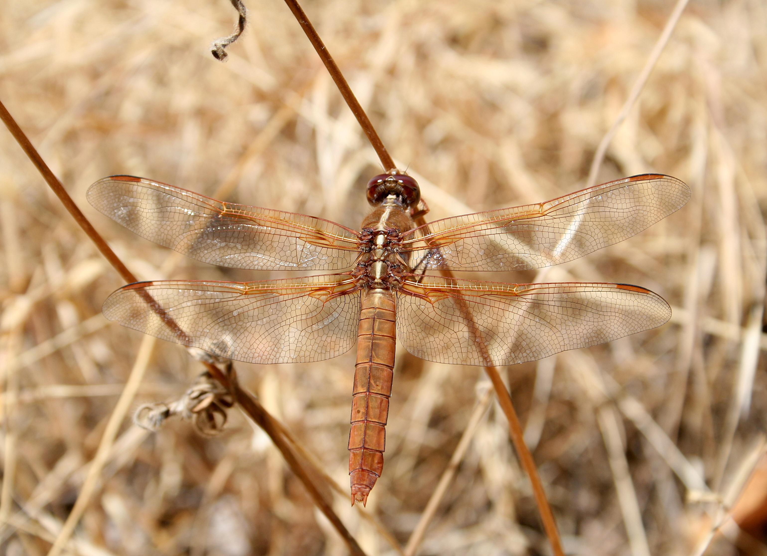 Flame skimmer2