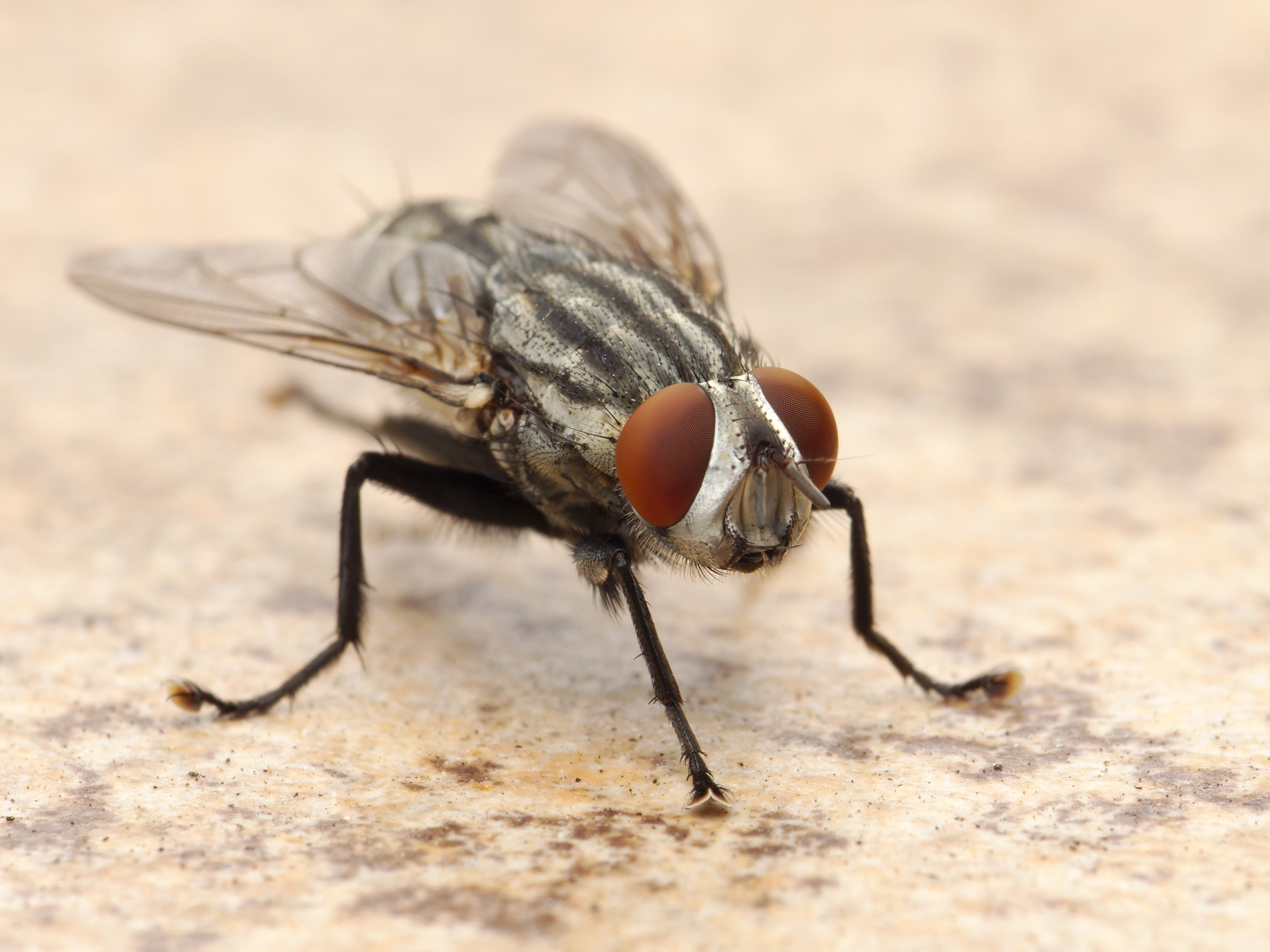 Flesh Fly Los Angeles 2015-08-06 3