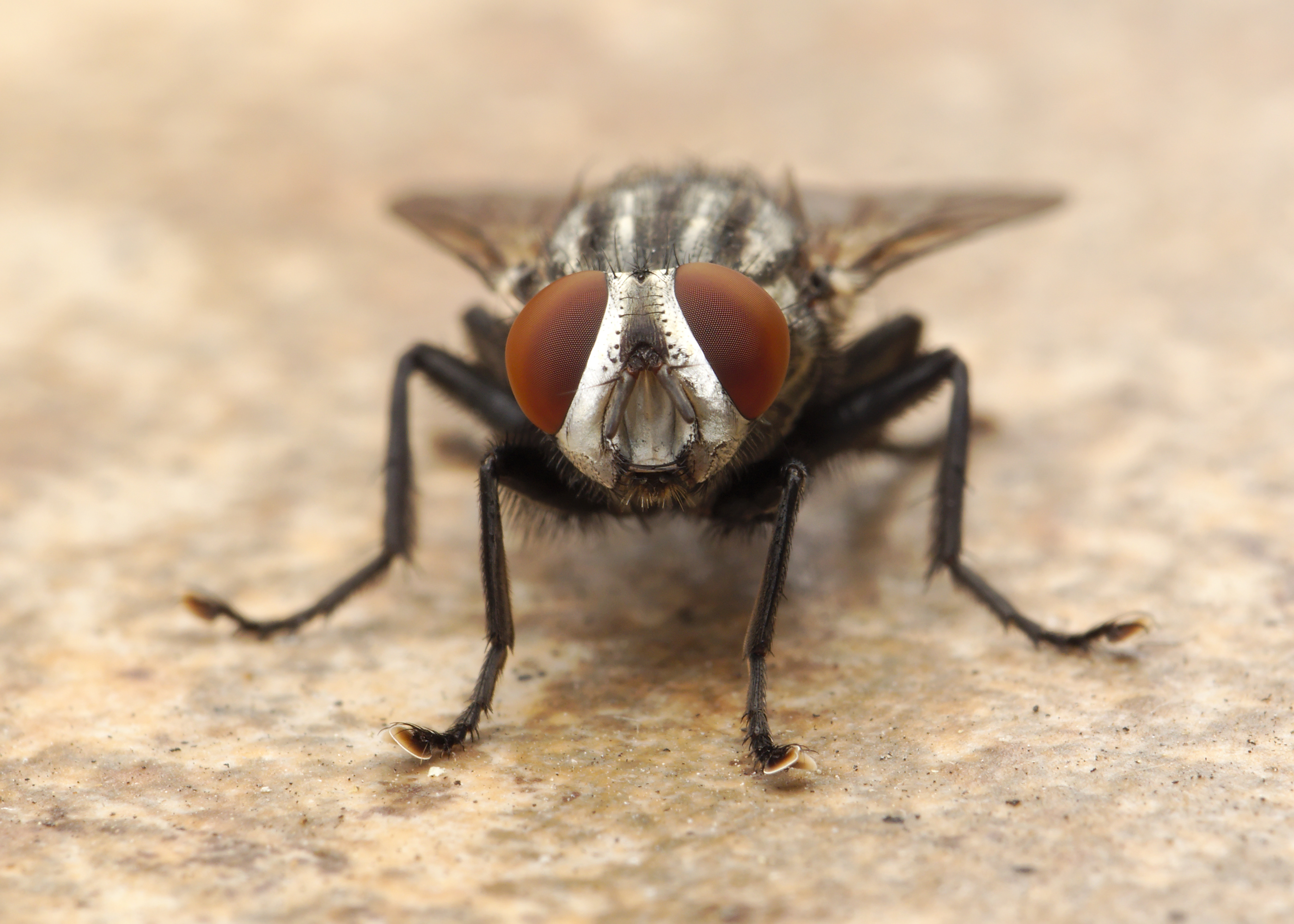 Flesh Fly Los Angeles 2015-08-06 4