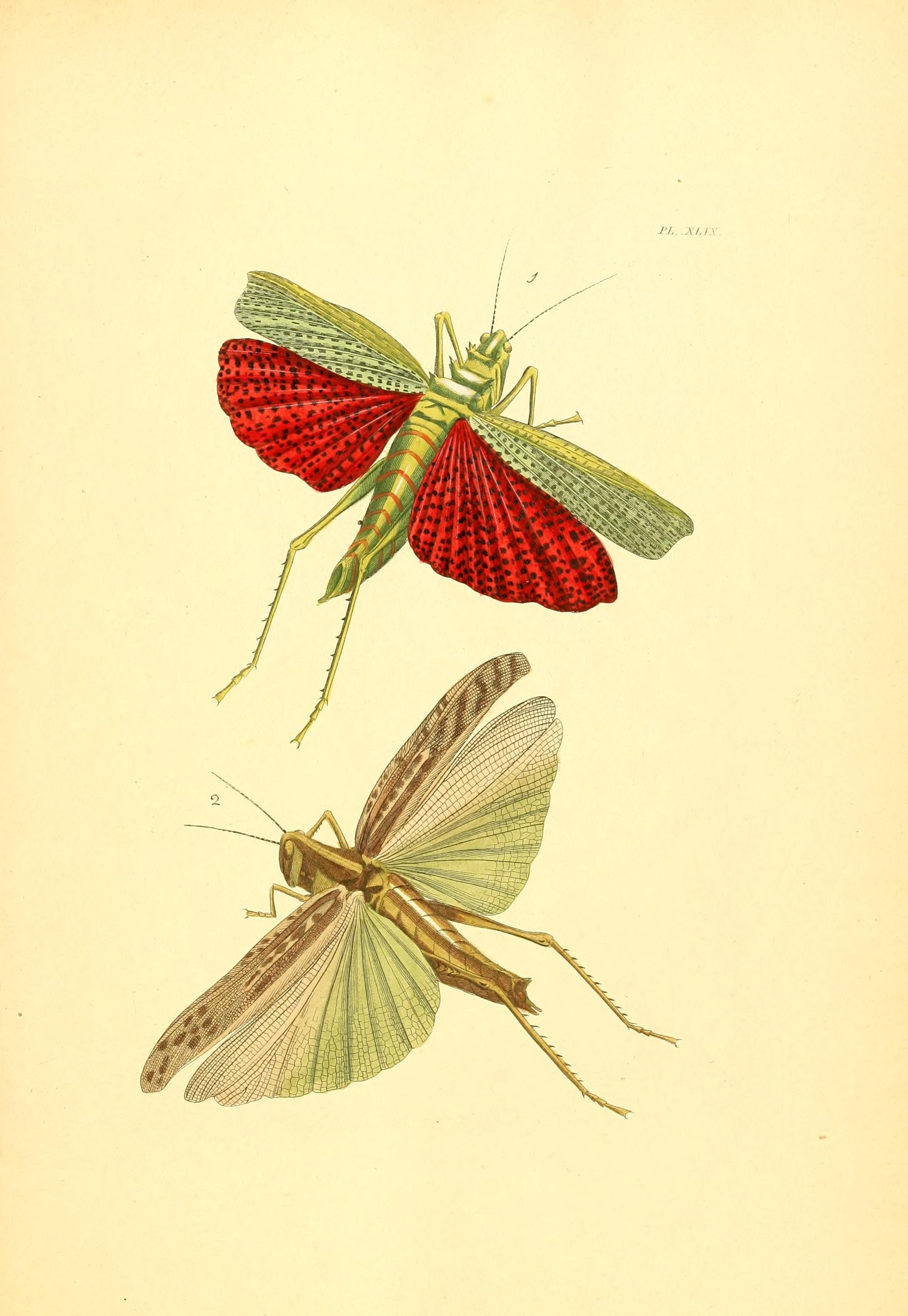 Flickr - BioDivLibrary - n106 w1150 (2)