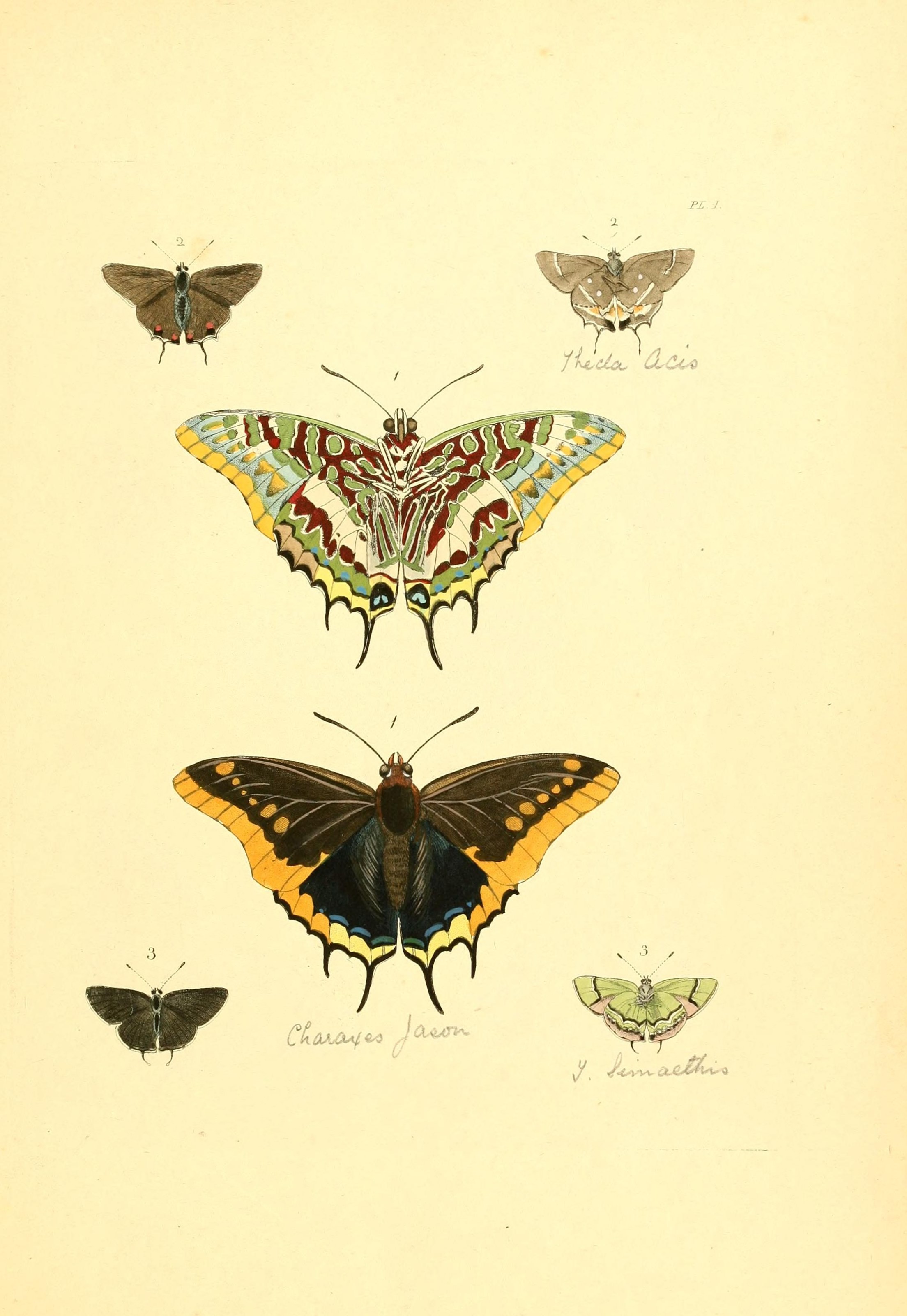 Flickr - BioDivLibrary - n10 w1150 (1)