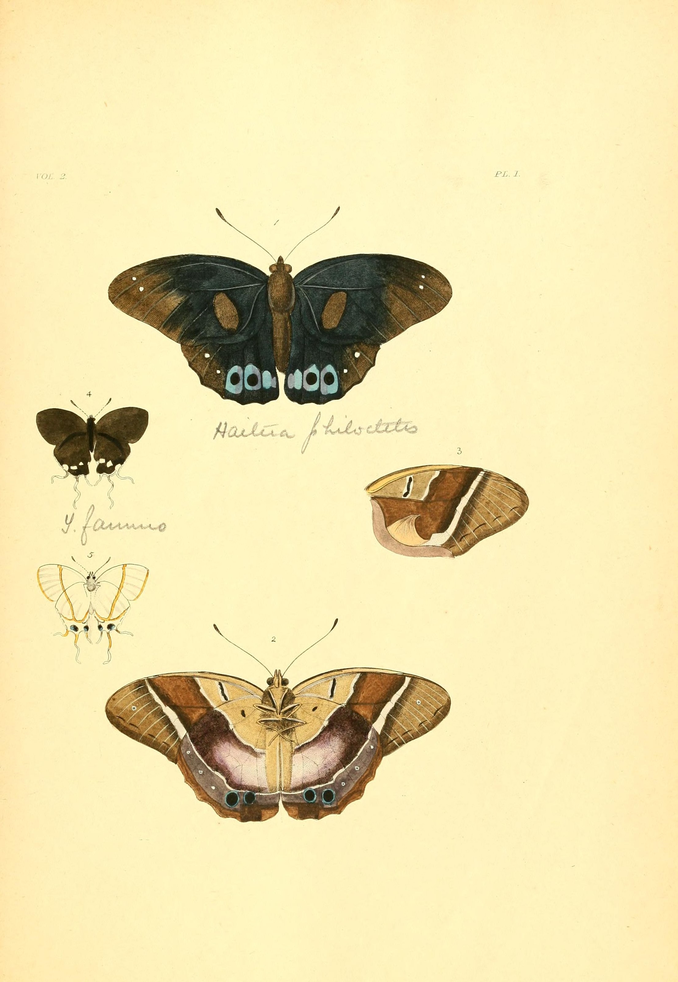 Flickr - BioDivLibrary - n110 w1150