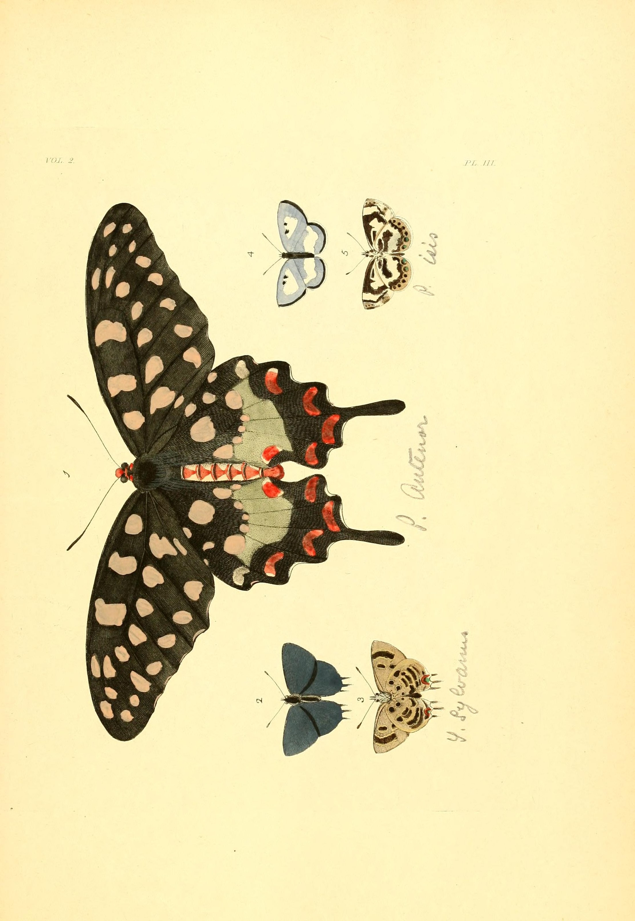 Flickr - BioDivLibrary - n114 w1150 (1)