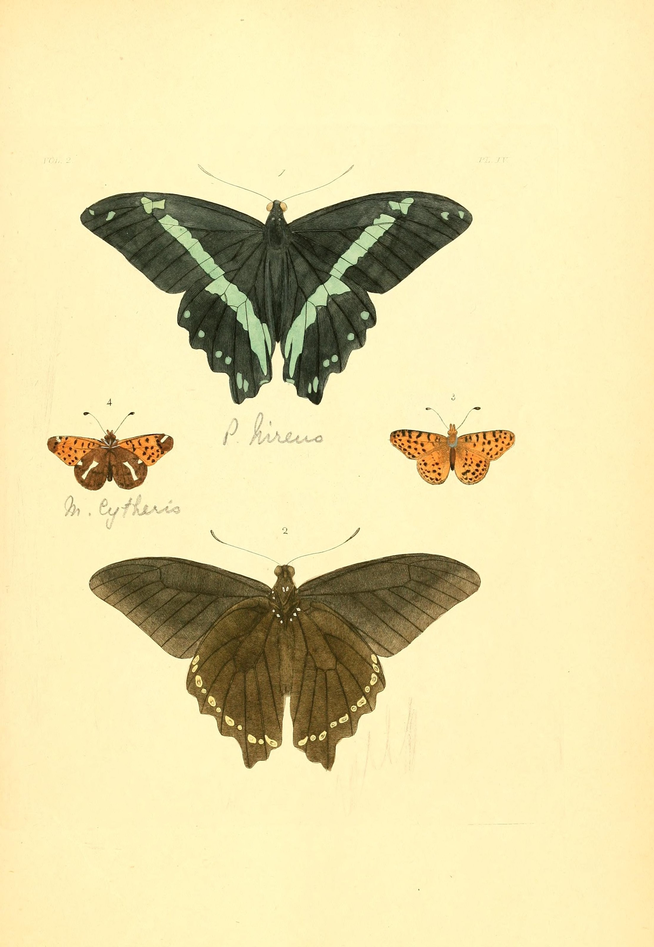 Flickr - BioDivLibrary - n116 w1150 (1)