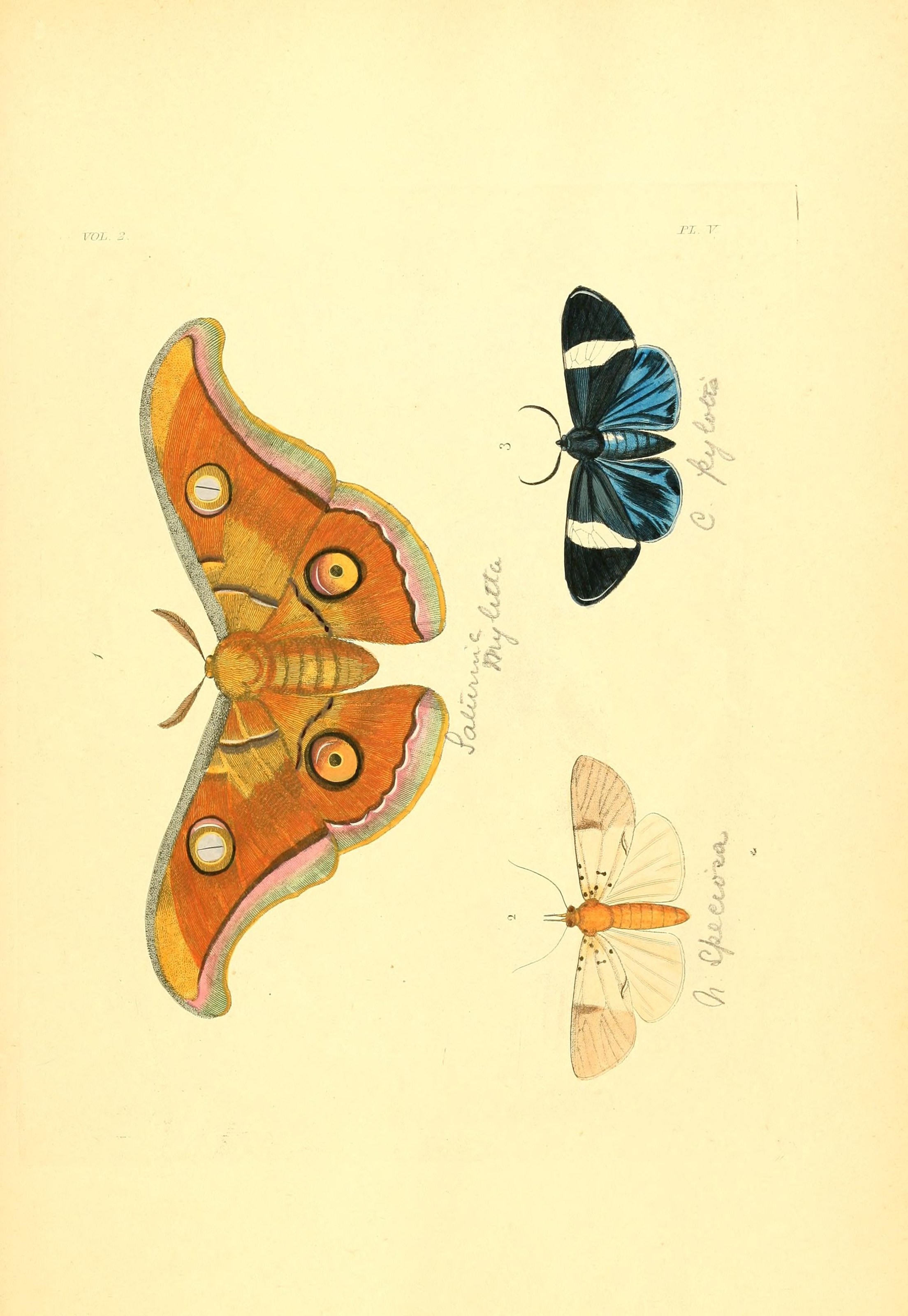 Flickr - BioDivLibrary - n118 w1150